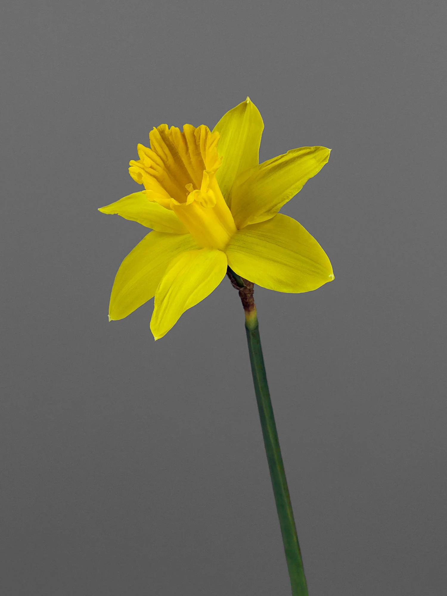 Daffodil_1_12X18.jpg