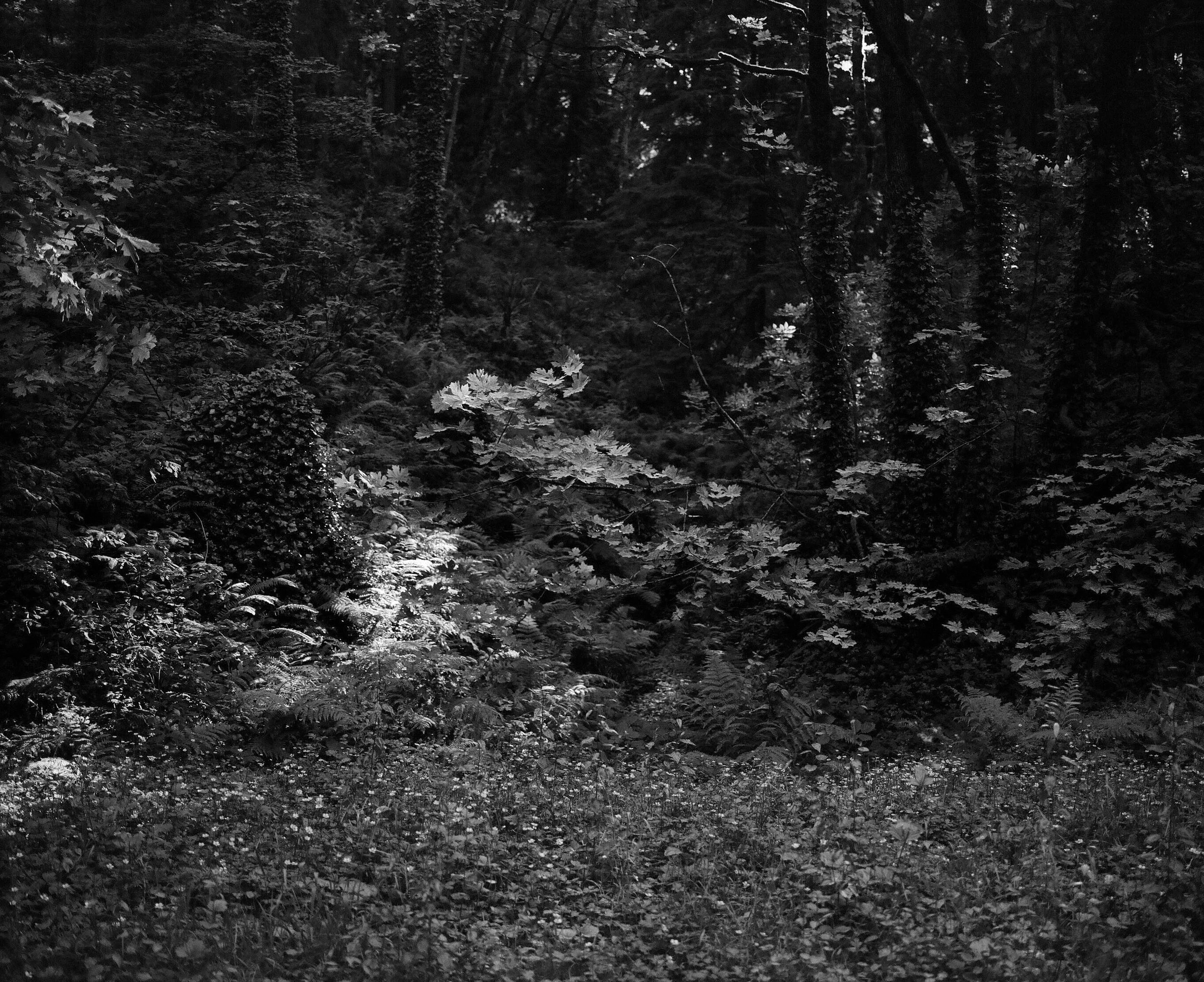 Forest Park, Portland, Oregon