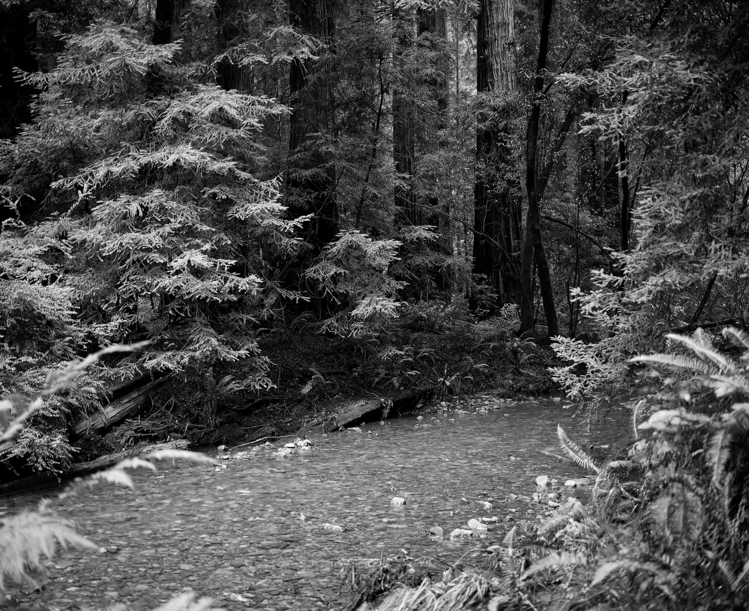 Muir Wood National Monument, Mill Valley, California