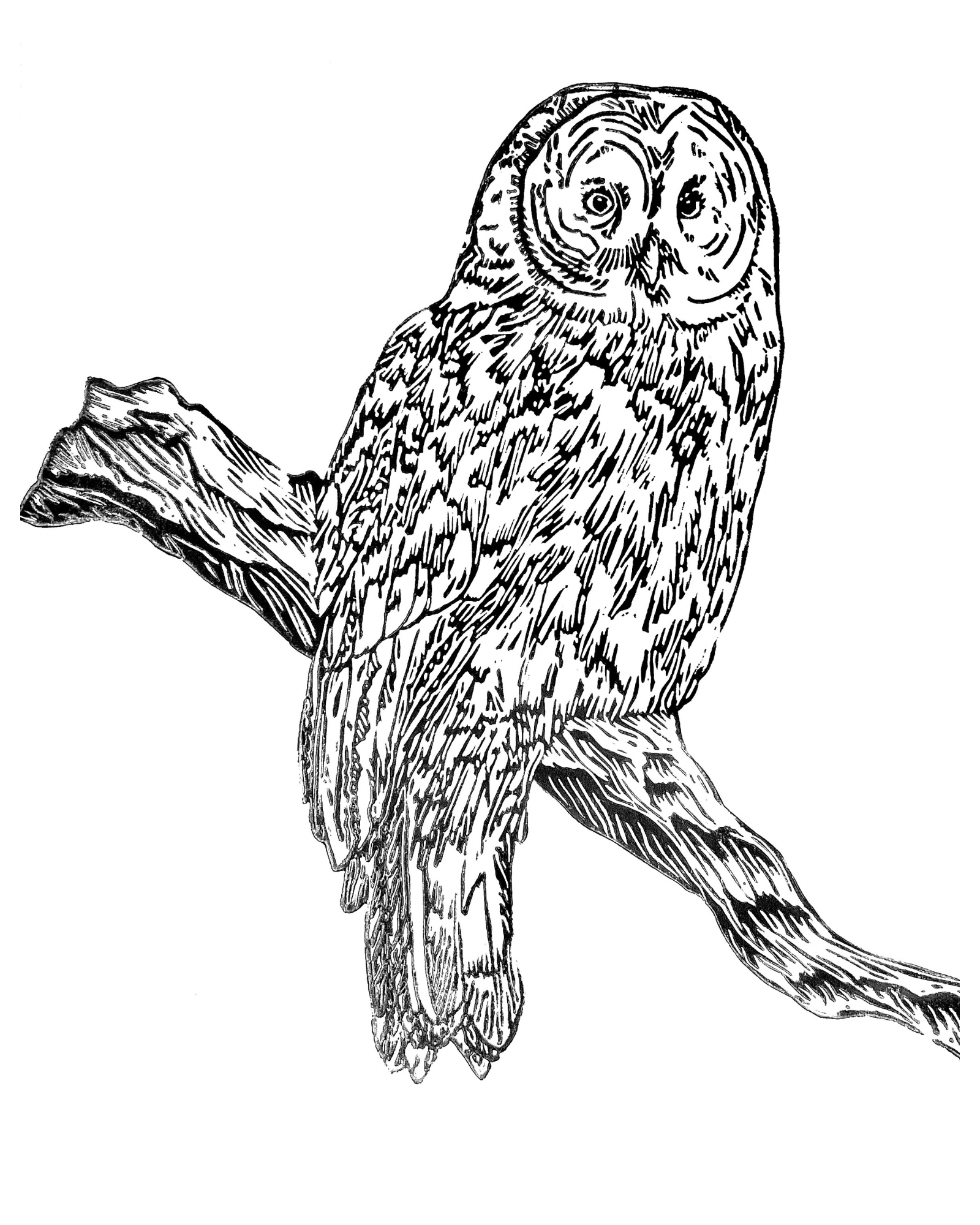 Untitled design - 5.PNG (Copy)