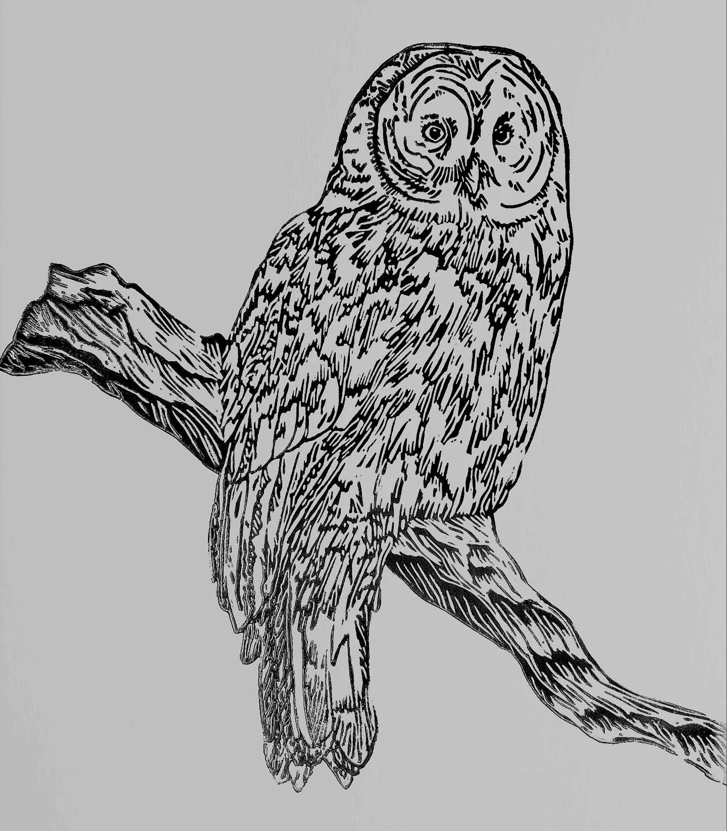 This weekend is @handmademt Fair in Bozeman!!! I have sooooo many new prints for you all! Here&rsquo;s number 1! A Great Gray Owl. My childhood was filled with spending time in the woods with my dad watching their nests. The silent flights and haunti