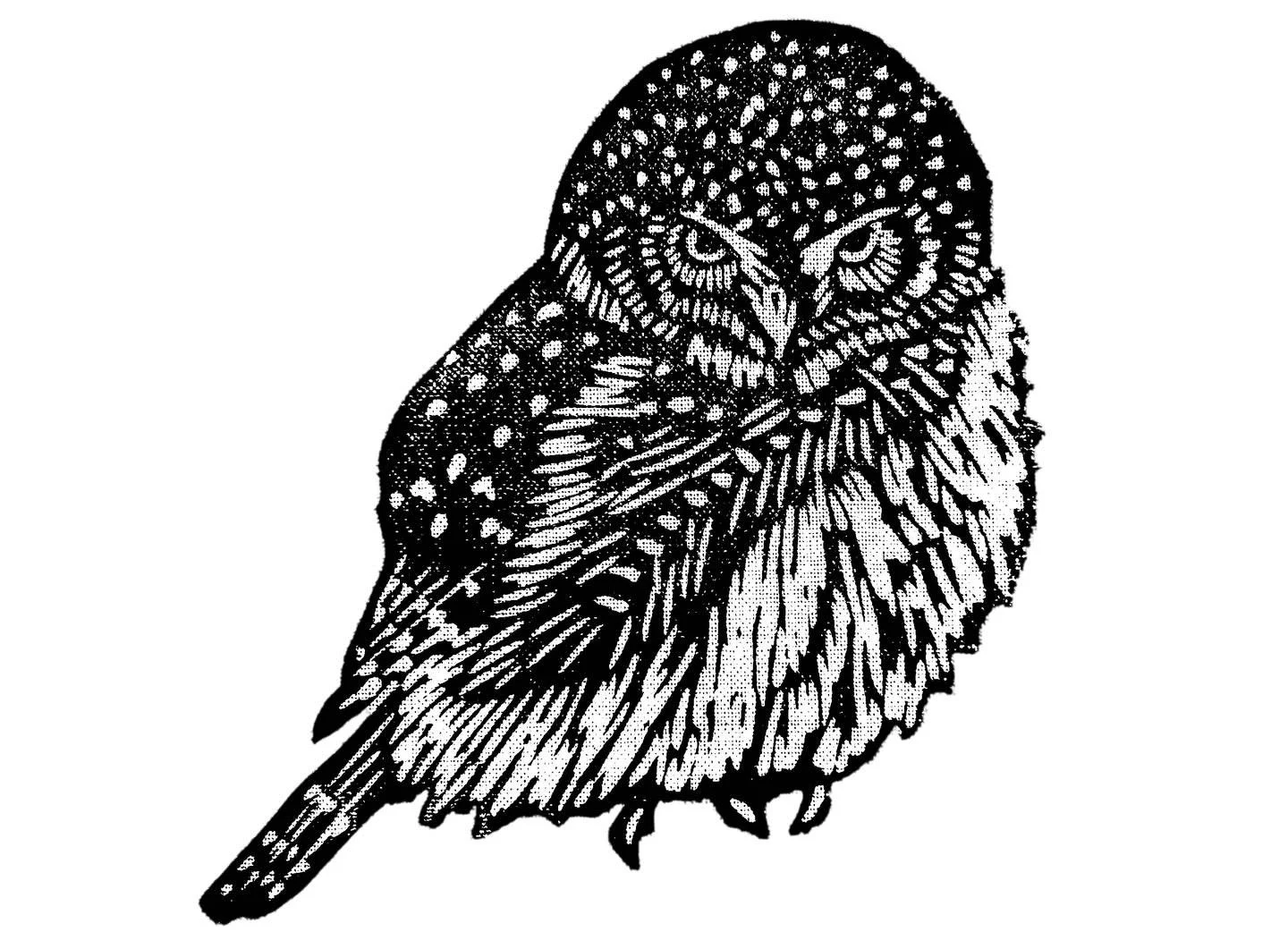 A few winters ago I got to see a Pygmy Owl get a flying squirrel at my parent&rsquo;s cabin. As my dad likes to say, a first size ball of feathers with a tail stuck on, these little fellas are no joke!!! 
I&rsquo;ll have a set of bird cards in packs 