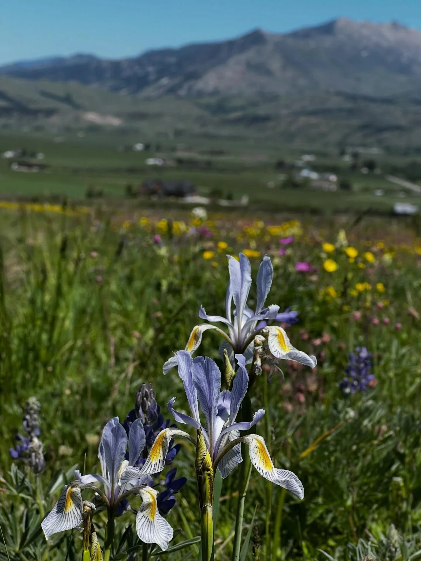 Perfect hiking day with @raven.sun_wolf.moon ! We finally got out there and did it! 
#morninghike #wildflowers #Montana #blueskies #naturebreak