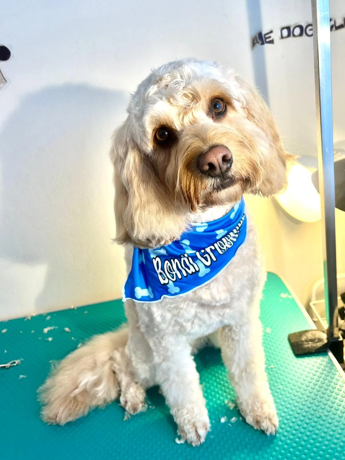 A dog with curly light-colored fur wearing a blue bandana that says "Benny Gra". The dog is sitting on a grooming table with a teal mat, looking at the camera with a curious expression.