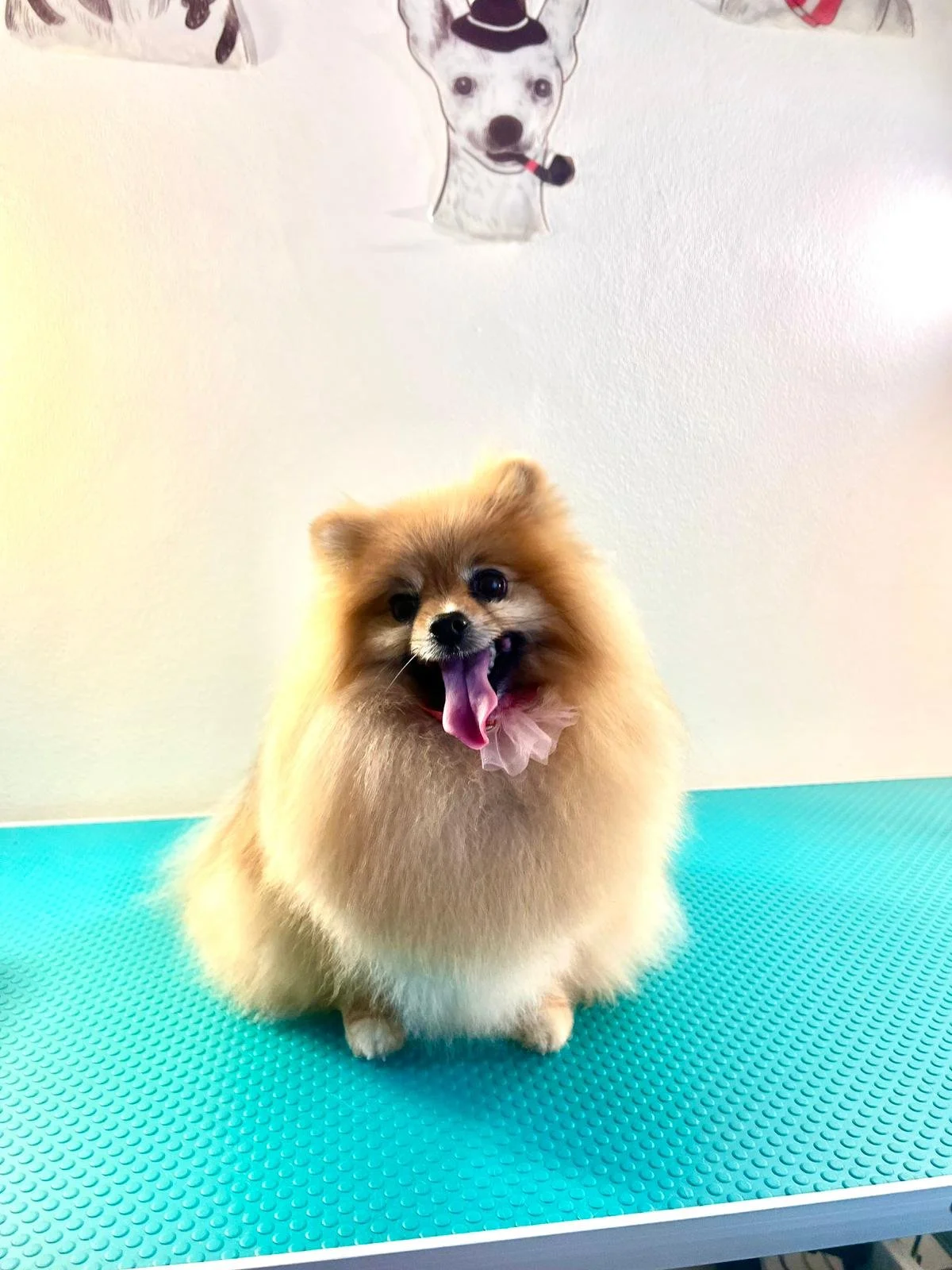 A small, fluffy Pomeranian dog with a tan and cream coat, sitting on a blue textured grooming table, yawning with tongue out and wearing a pink ruffled collar. In the background, there is a white wall with a drawing of a dog wearing a top hat and pipe.