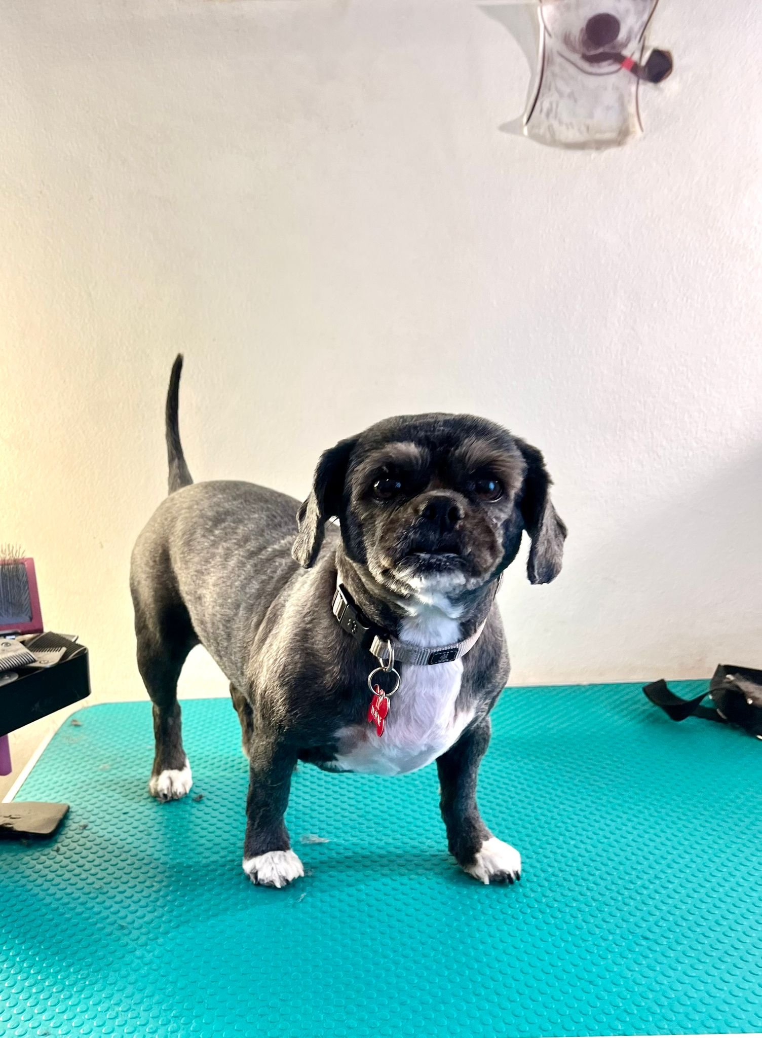 A small brindle and white dog with a black collar and red heart-shaped tag standing on a teal rubber mat.