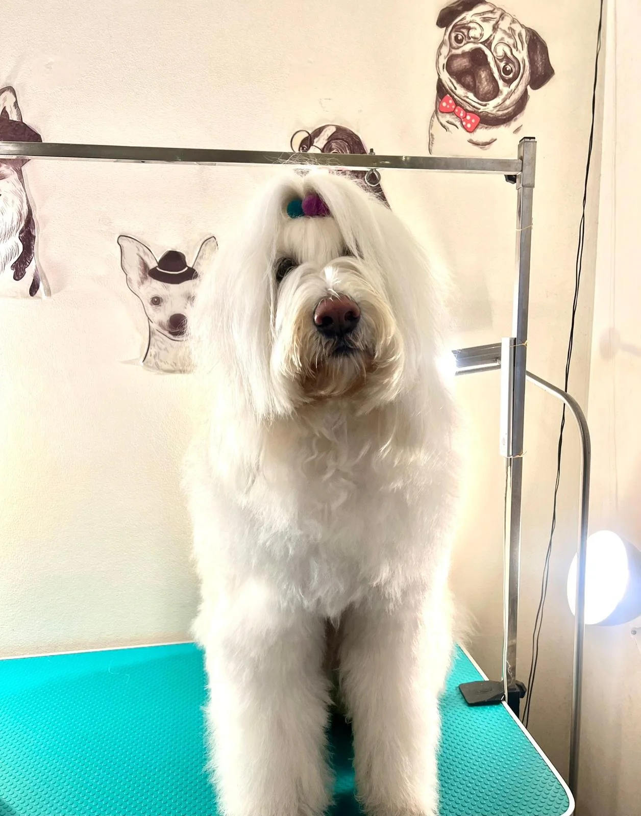 A dog with long white fur standing on a grooming table, partially obscured by grooming equipment. The dog has a large pink nose and a small colored toy or accessory on its head. The background features drawings of dogs on the wall.