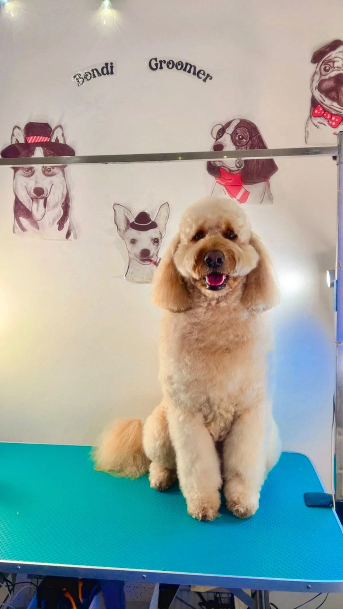 A cheerful dog with light curly fur sitting on a grooming table, with illustrations of various dog breeds and the words "Bondi Groomer" on the wall behind.