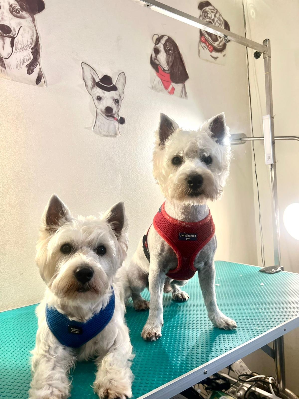 Two West Highland White Terriers, one wearing a blue harness and the other a red harness, are on a grooming table with a white wall behind them decorated with black and white cartoon dog sketches.