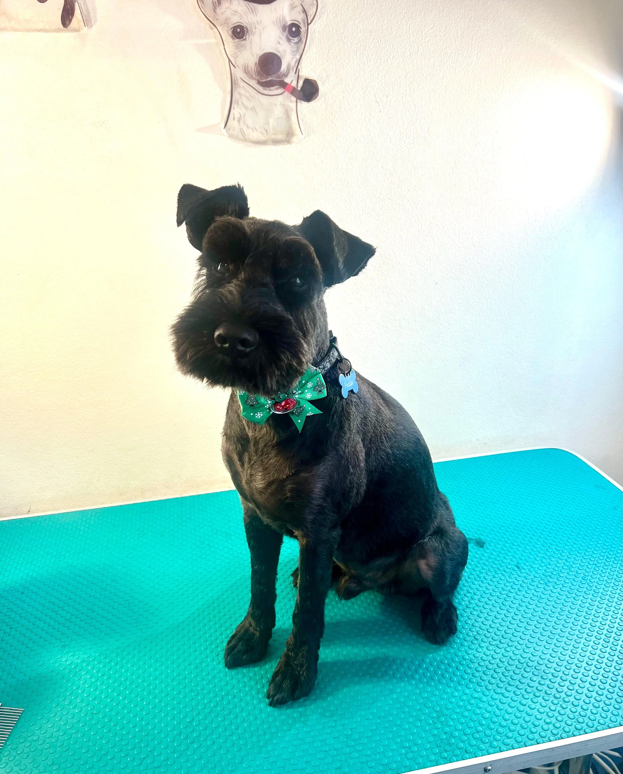 Black dog with a green Christmas bandana sitting on a blue textured surface, with a white wall and a cartoon dog decoration in the background.