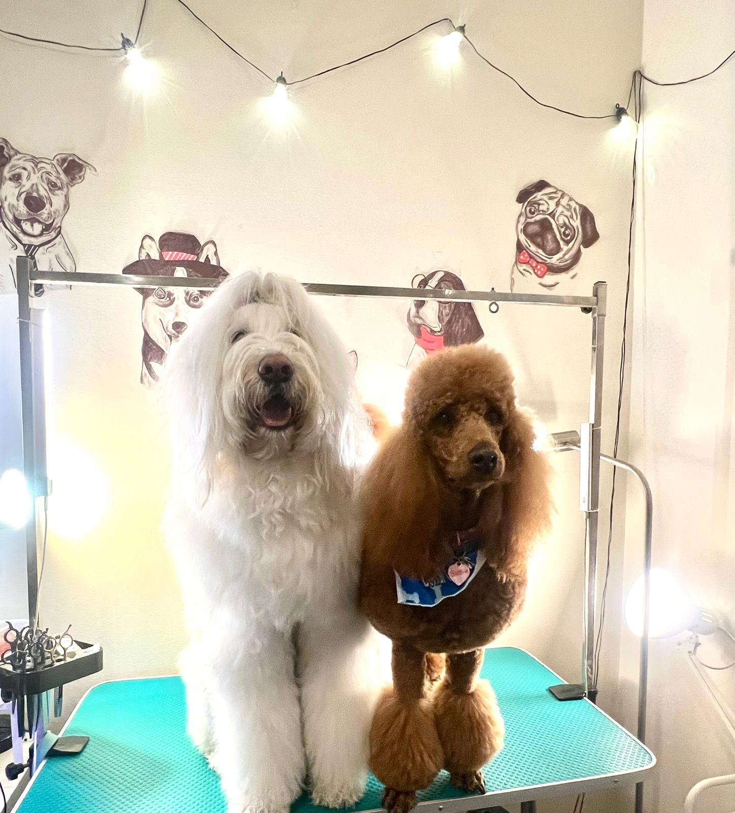 Two dogs, one large white fluffy dog and one smaller brown poodle, standing on a grooming table in a pet grooming salon with dog-themed wall art and string lights.