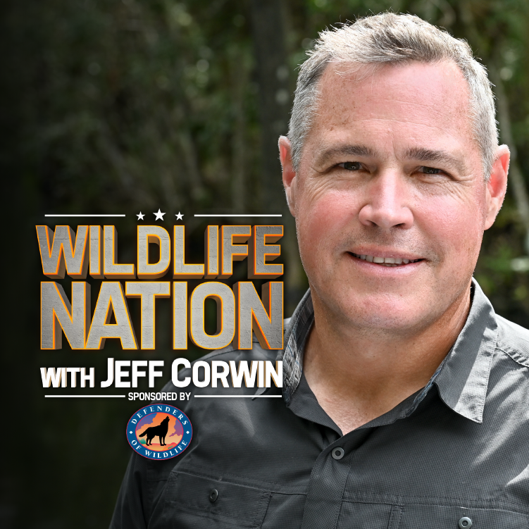 Wildlife Nation (ABC)