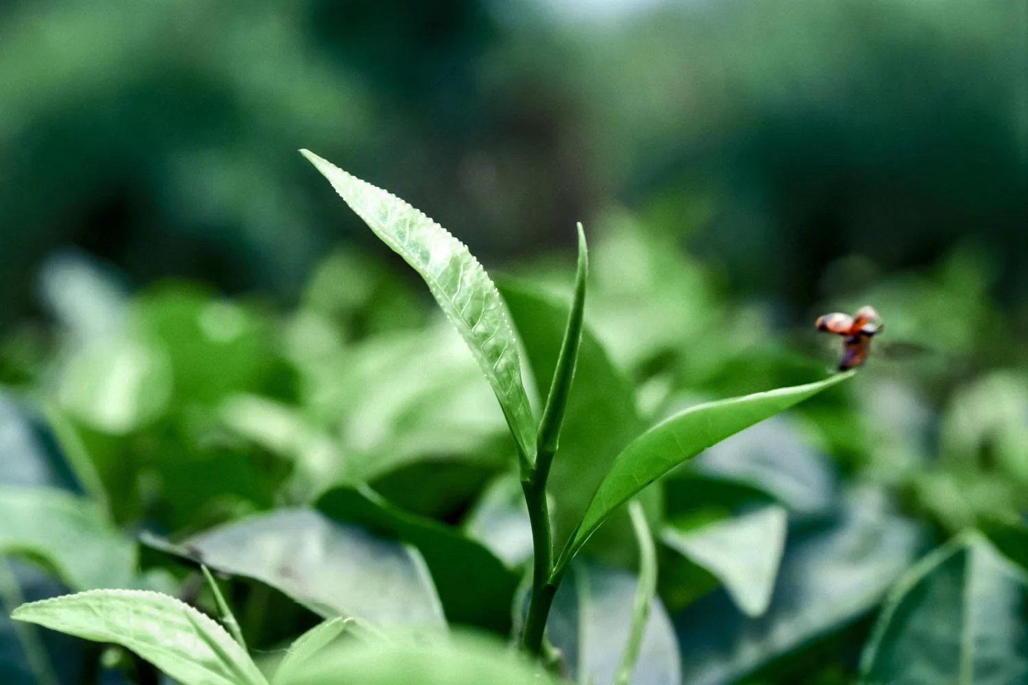 Close view of the tender tea sprout — the heart of Darjeeling tea.