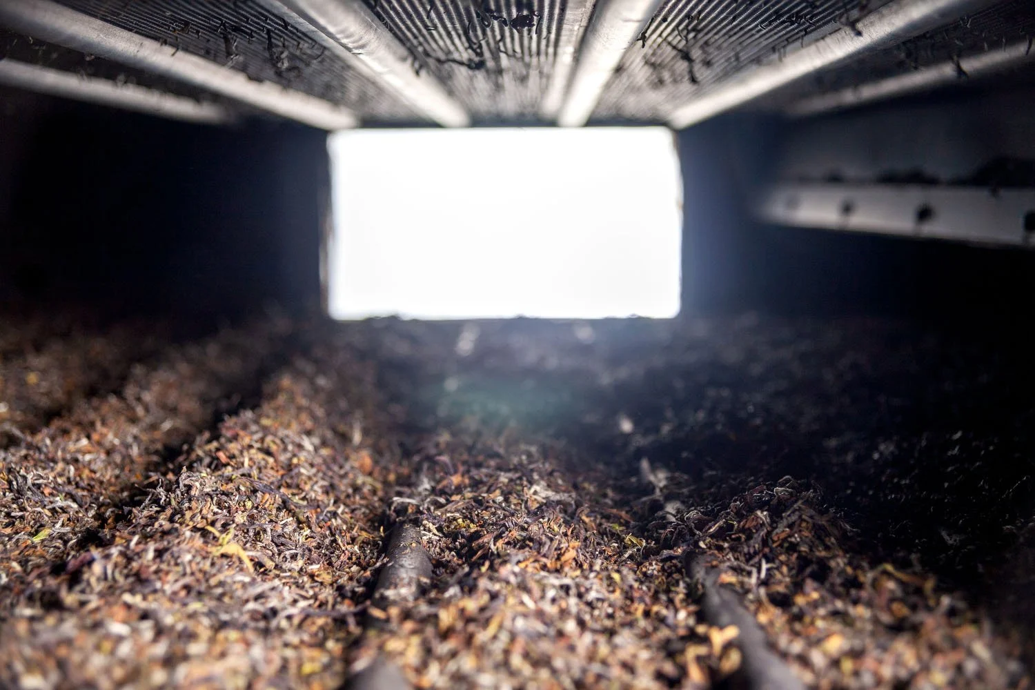 Tea leaves undergoing drying during the manufacturing process.