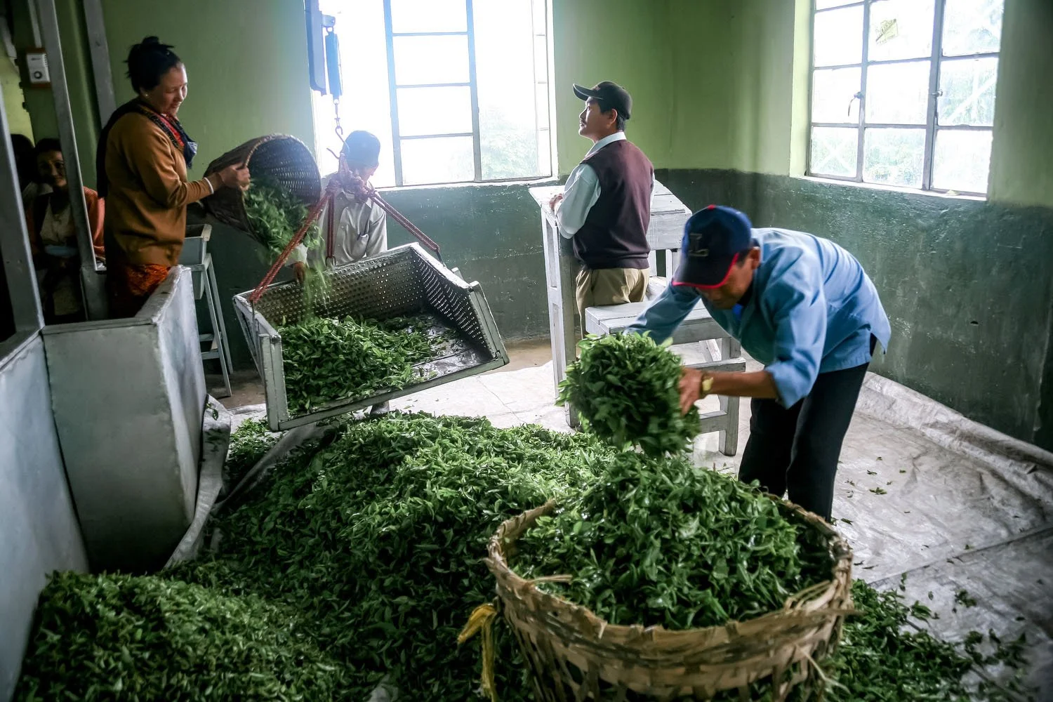Fresh leaves are weighed and sorted inside the tea factory.