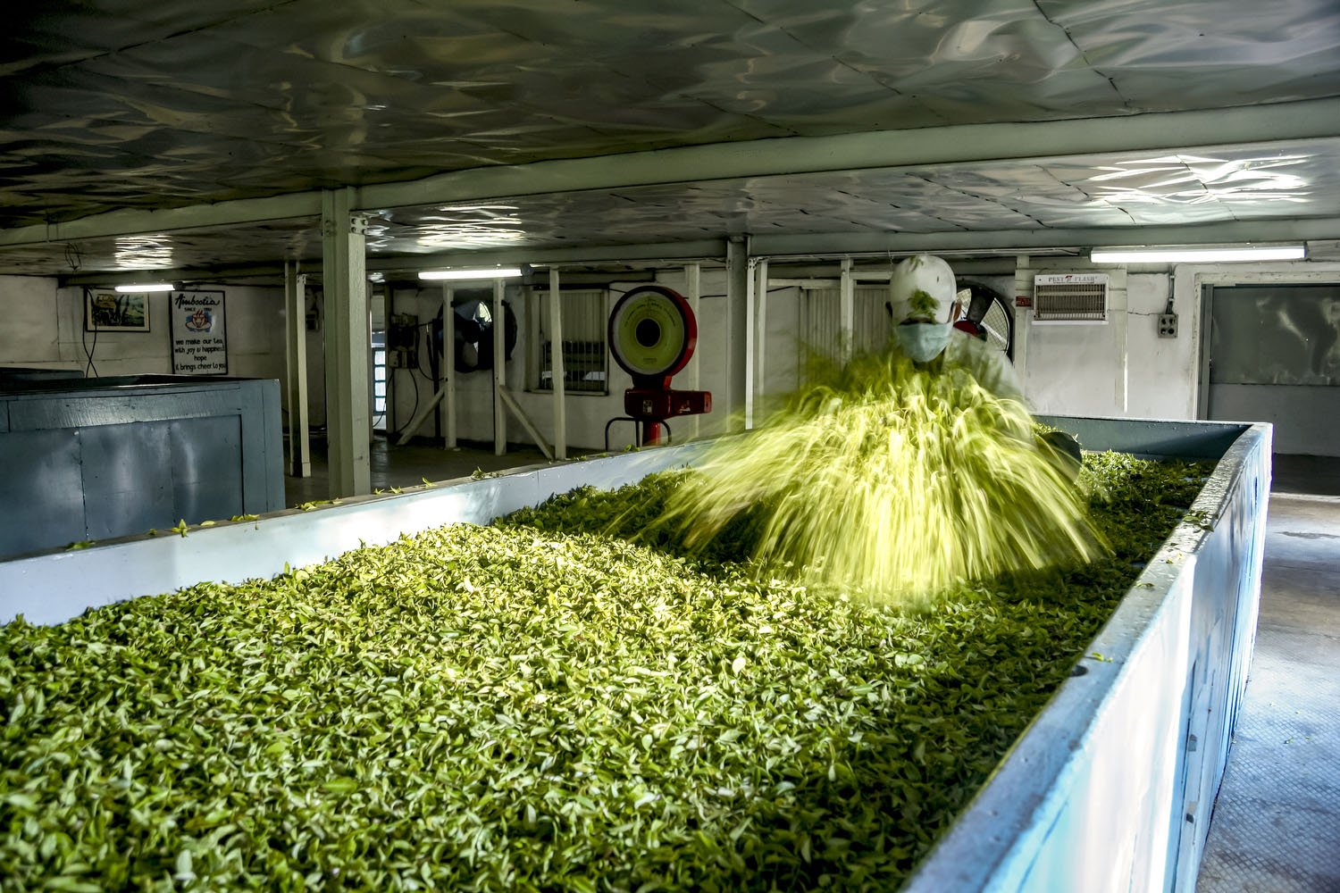 Tea leaves are spread and tossed during the early stage of processing.