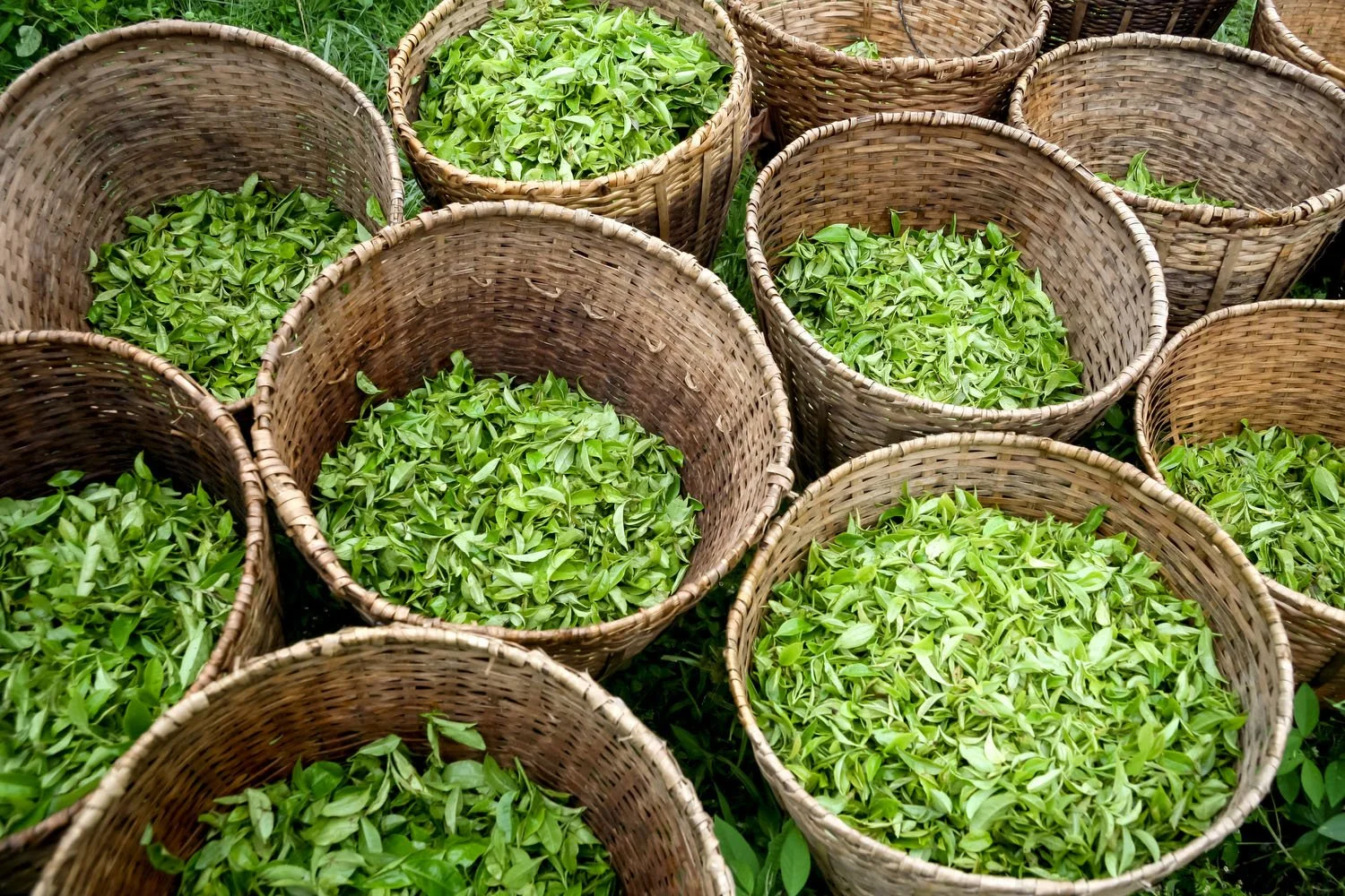 Harvested tea leaves collected in baskets before processing. 