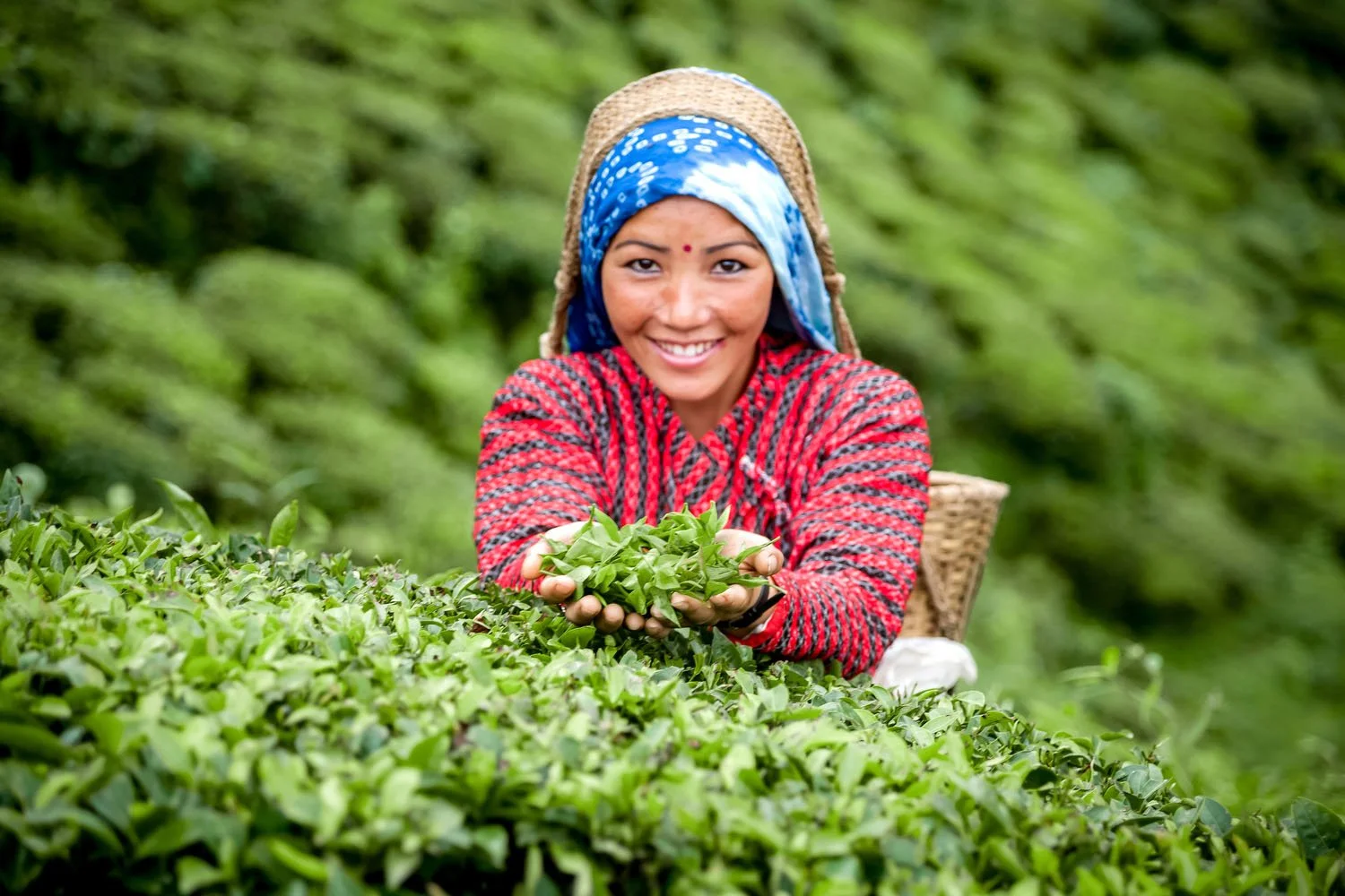 A tea worker presents the newly harvested leaves.