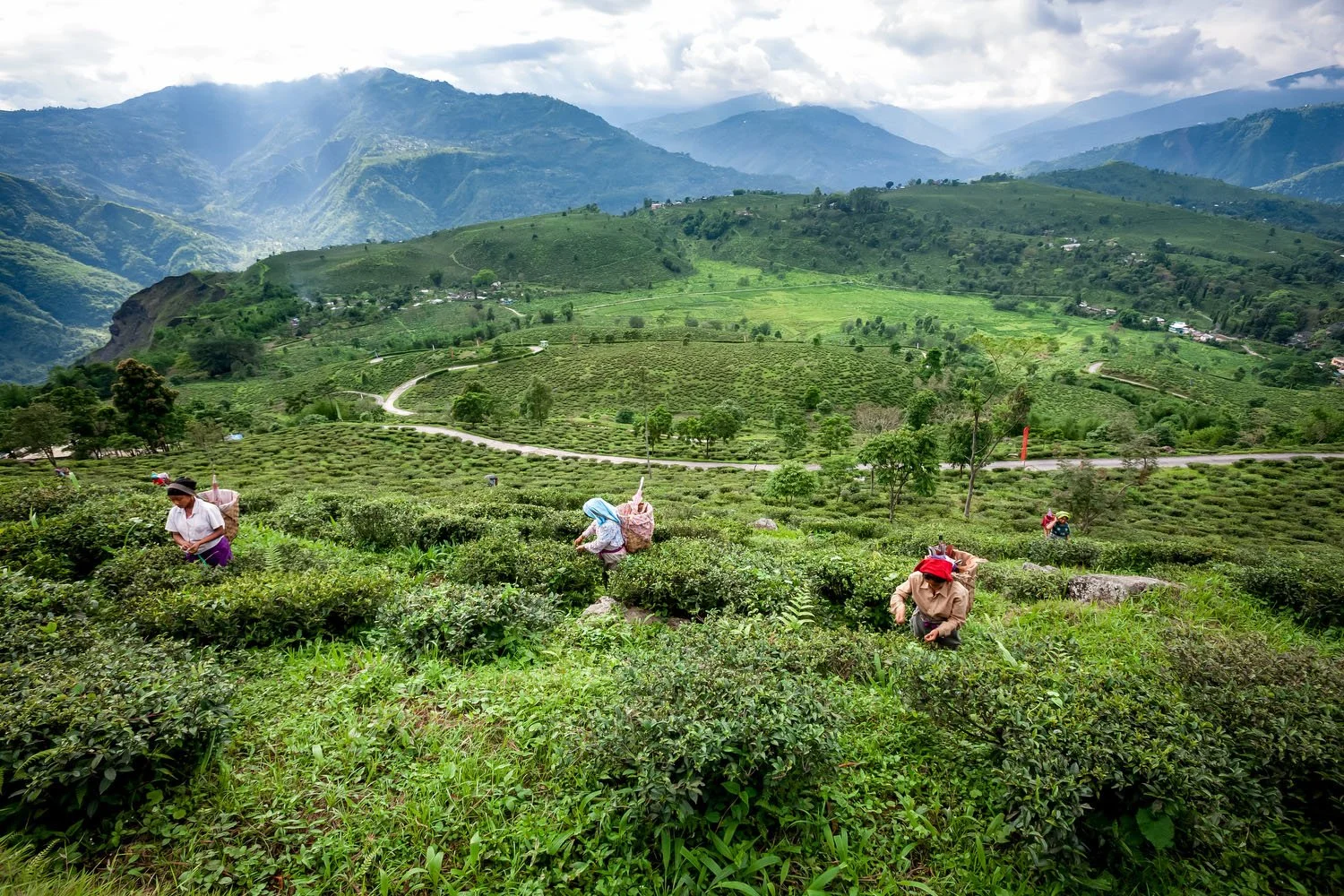 Workers scattered across the rolling tea plantations.