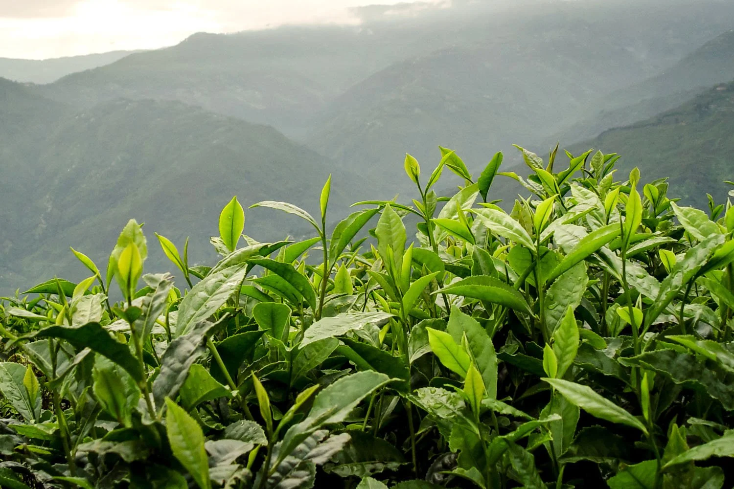 Fresh tea leaves in the Himalayan hills of Darjeeling.