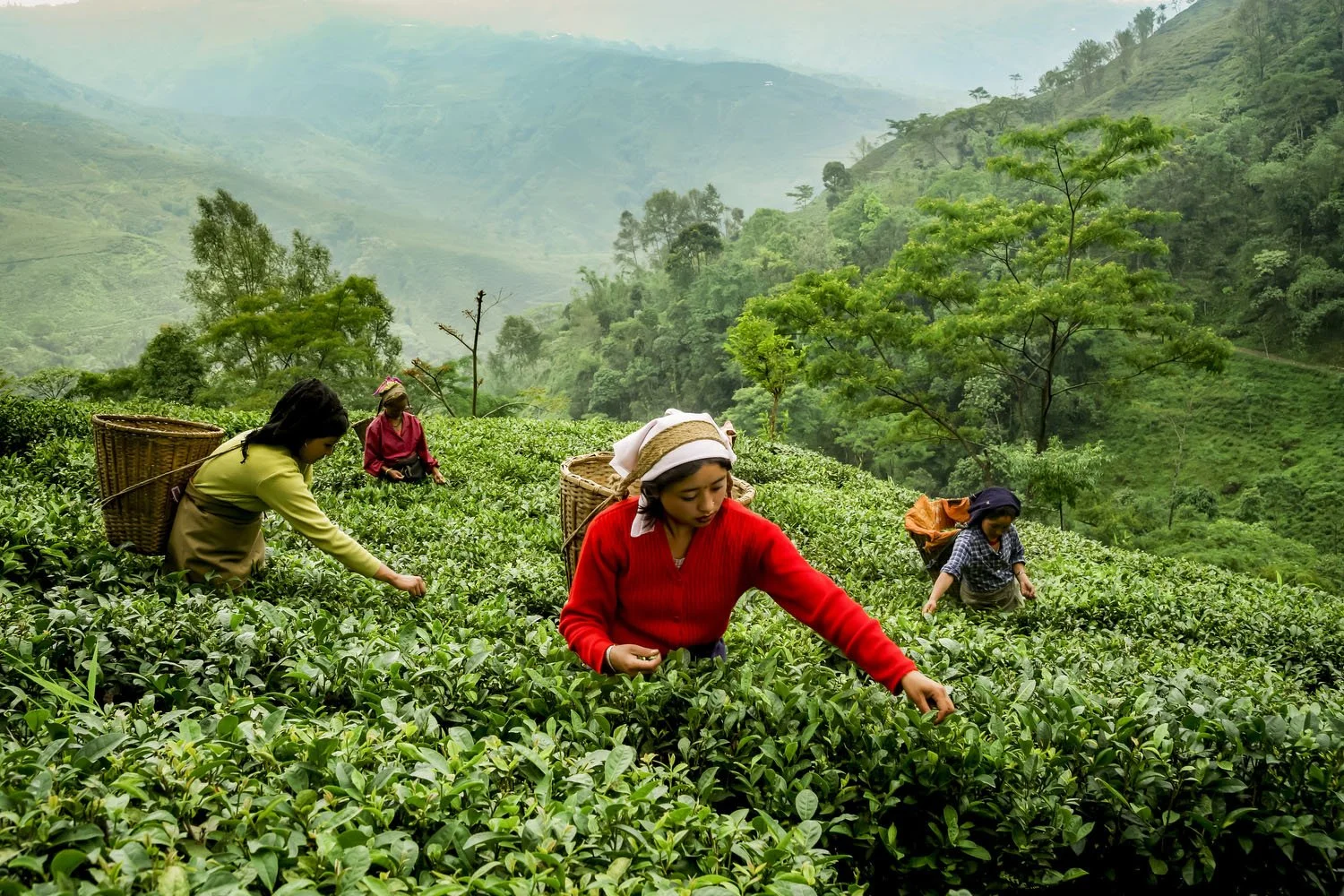 Tea workers carefully plucking young leaves from the bushes.