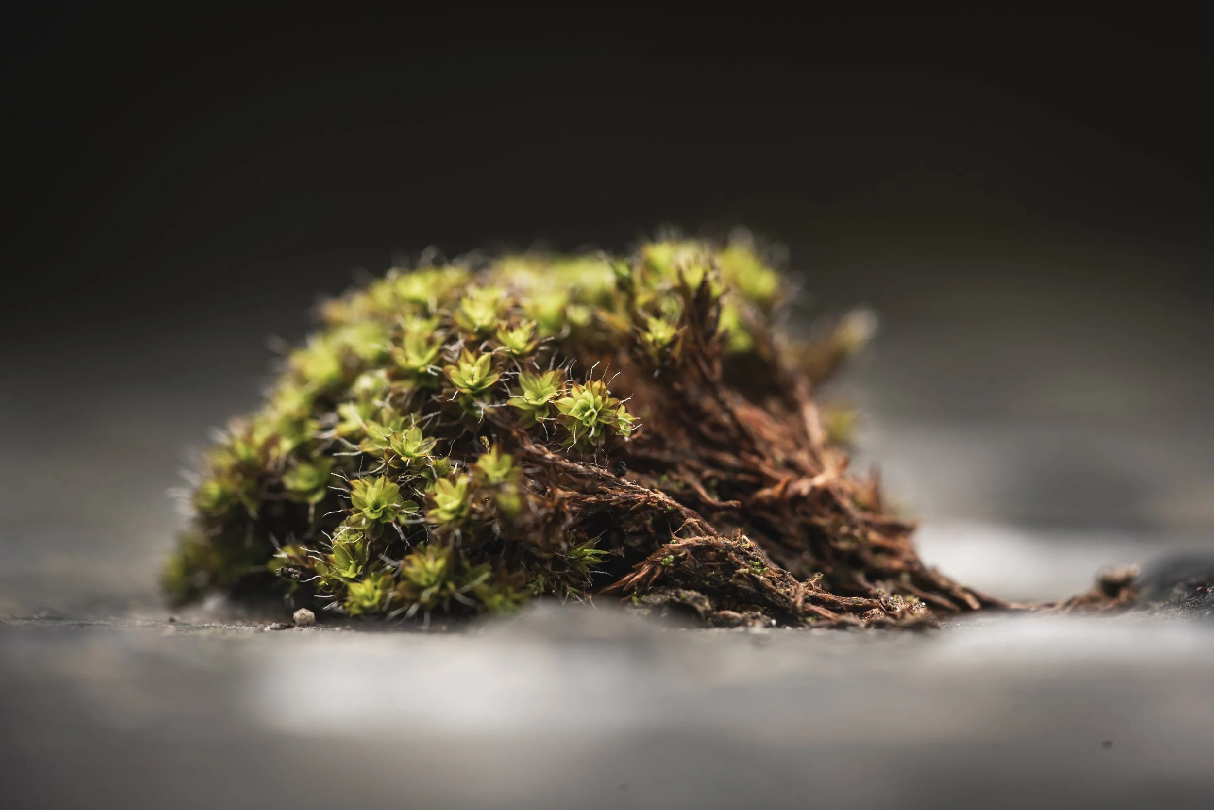 Miniture Tree