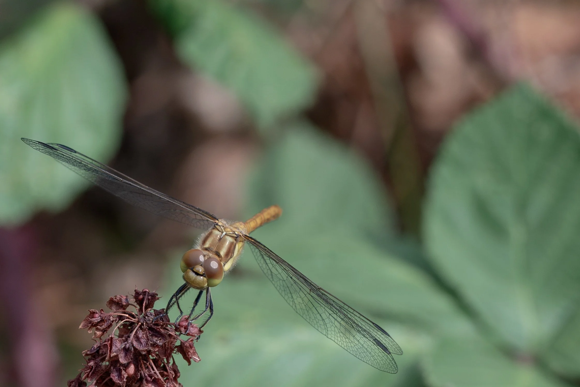 Common Darter DragonFly - Took my macro lens out down the park this morning. I didn't know these DragonFlys flew away from water, but if gave me a photographic opportunity. #DragonFly #CommonDartDragonFly #NaturePhotography #Nature #MacroPgotography 