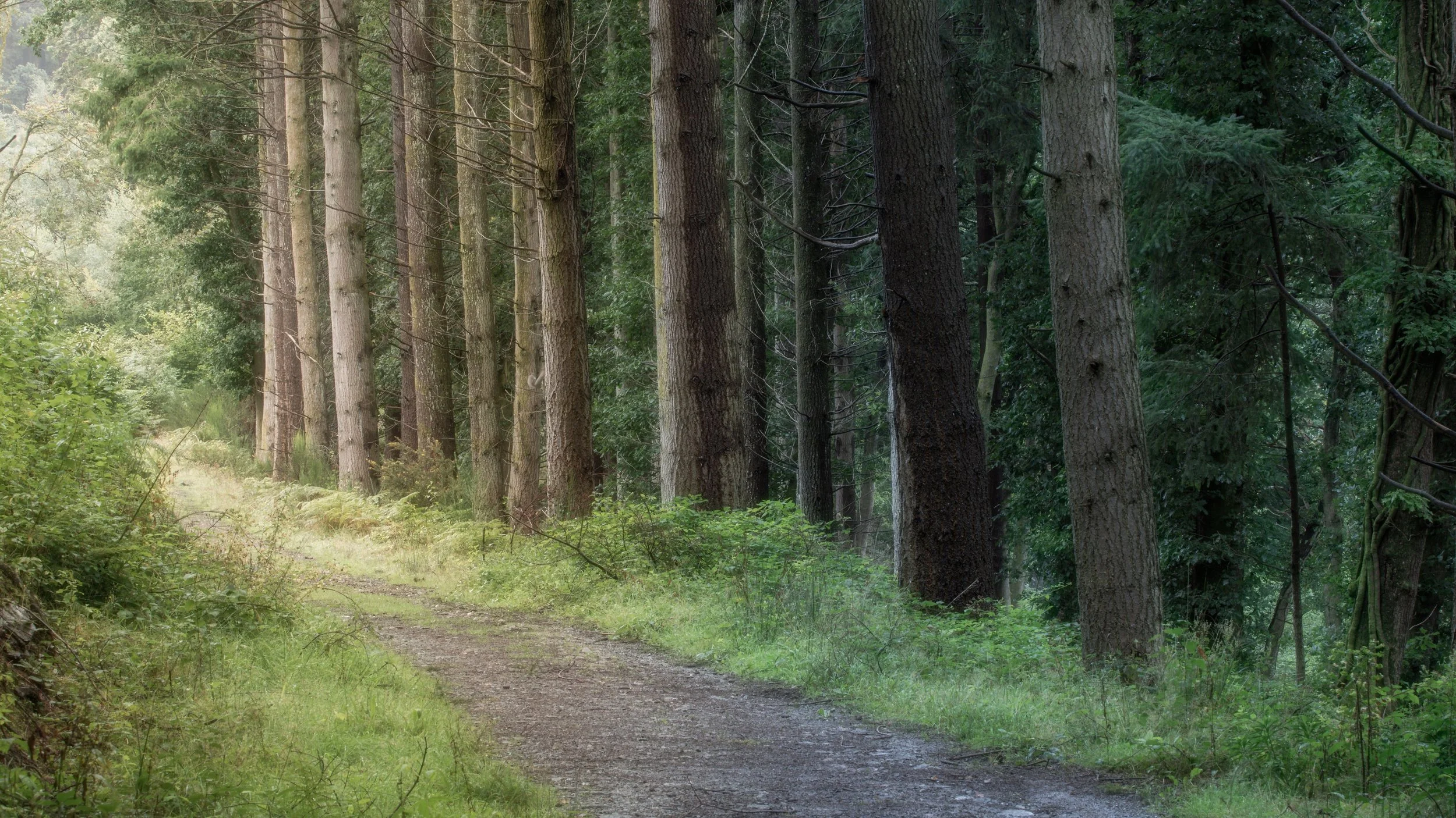Light &amp; Dark Forest, Cann Woods Plymouth. This is a re-edit of an older image due to upgrading my old hard drive. This time I played around a little with the tones and white balance and I rather enjoy the edit. Anyway, when I initially took the i