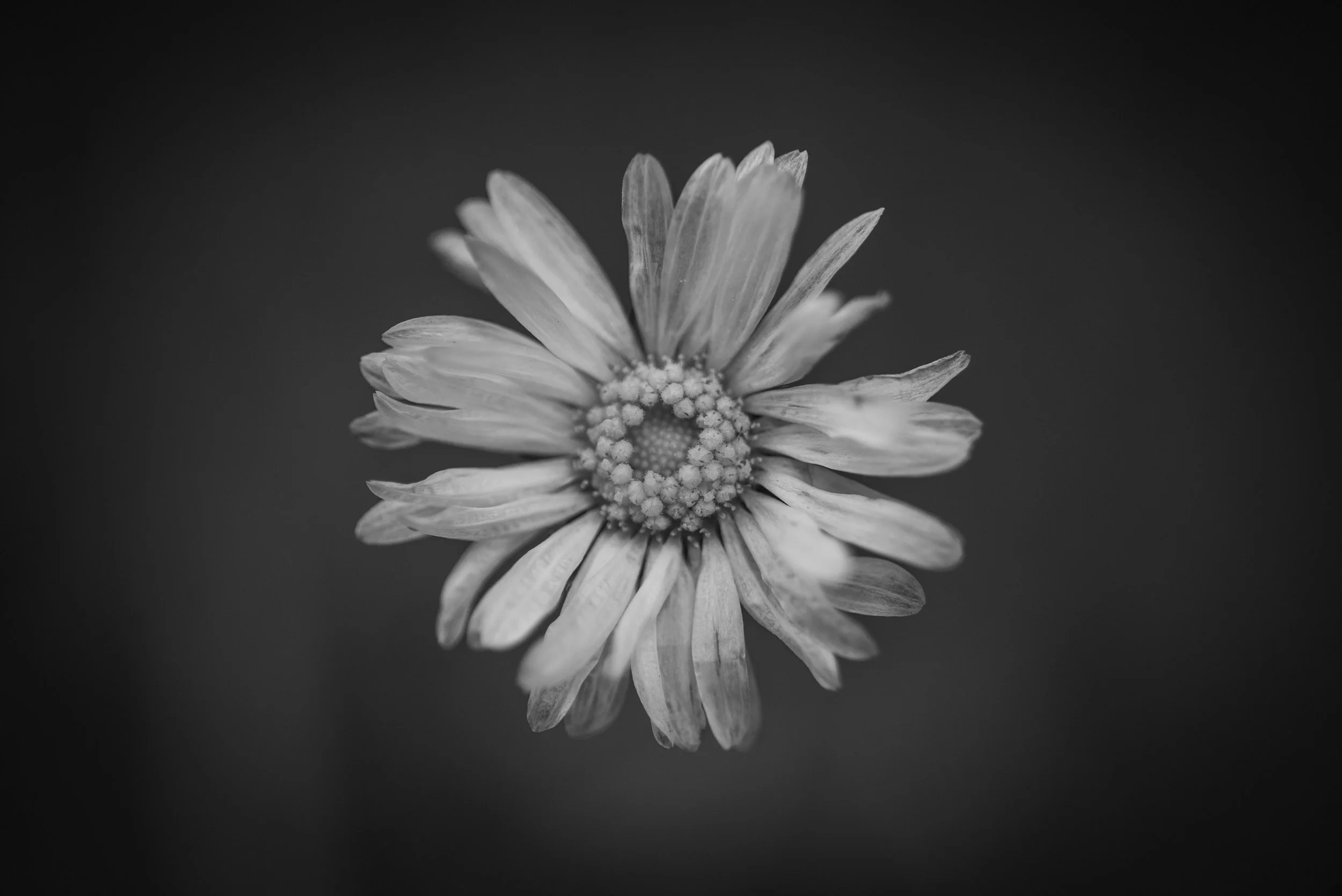 Delicate Flower (B&amp;W), The Common Daisy. This is a macro shot of the common daisy. I really liked the delicate petals that are almost transparent. #MacroPhotography #NaturePhotography #Flowers #Detail #APPicOfTheWeek #JessopsMoment #Sigma150Macro