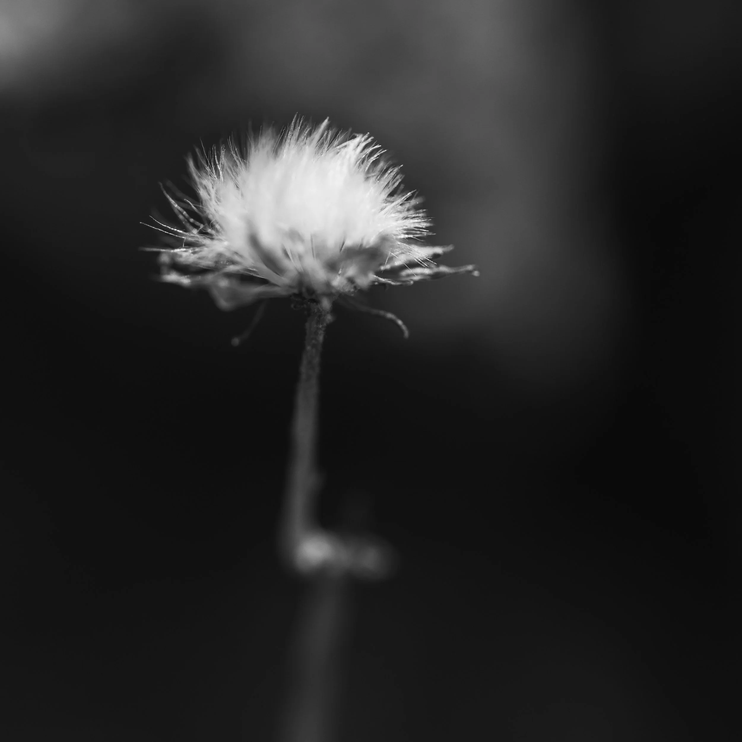 Mini-Worlds - For that last few months I have been doing a photographic study of mini-worlds...or just macro photography. Mostly because I bought a macro lens but also because I find it fascinating. What found to be most surprising was just how much 