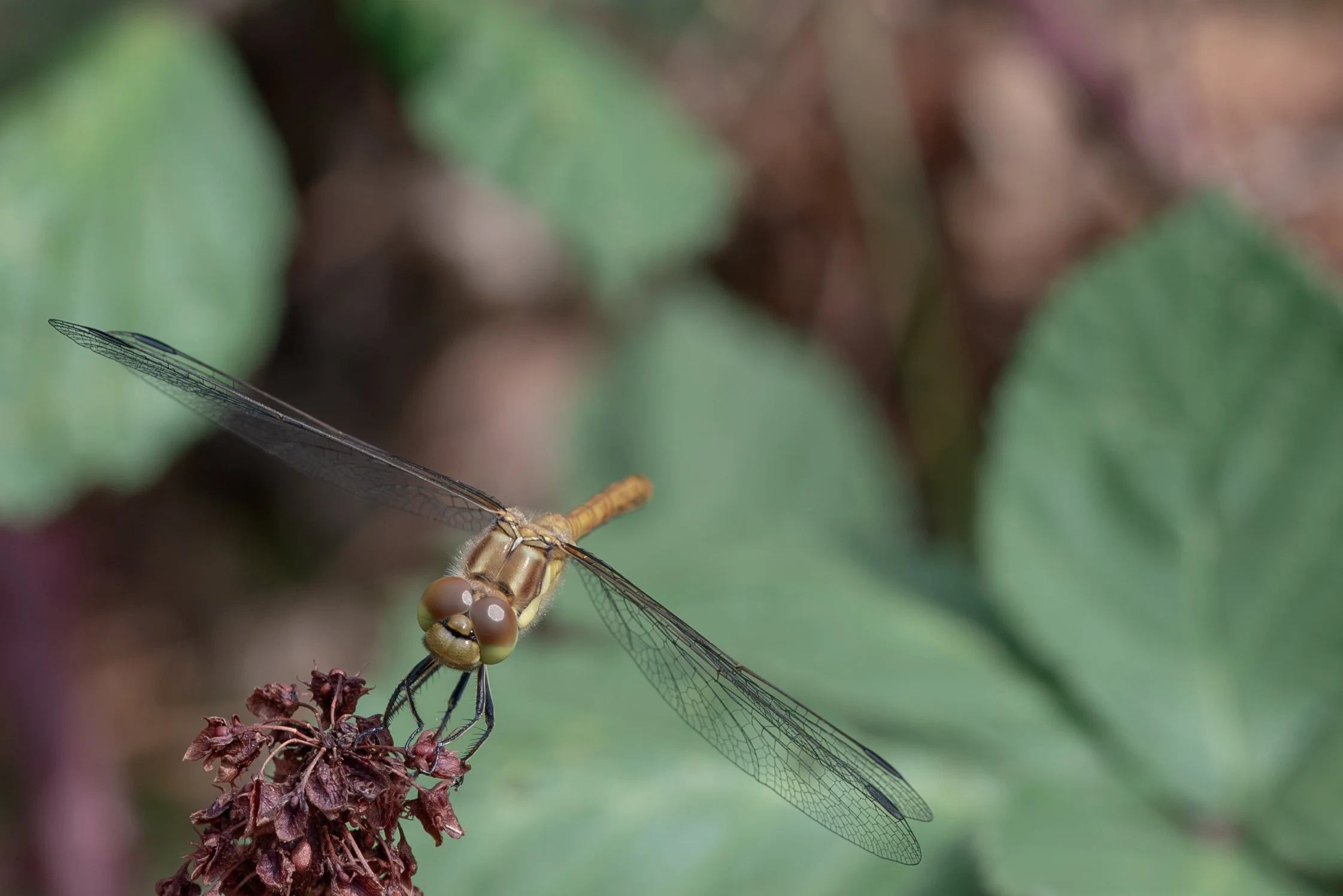 Common Darter DragonFly