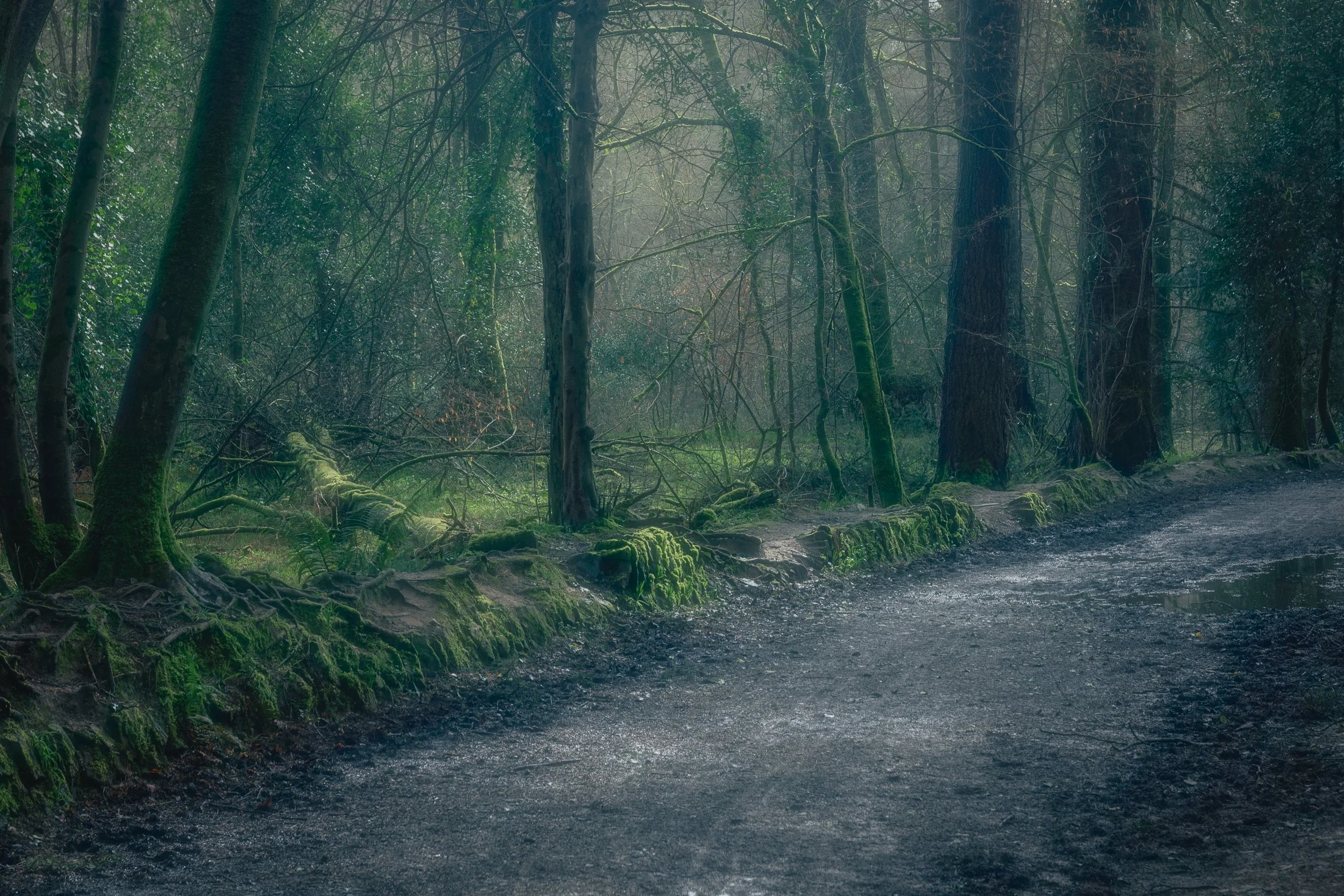Gloomy Woodland - Plymbridge Woods