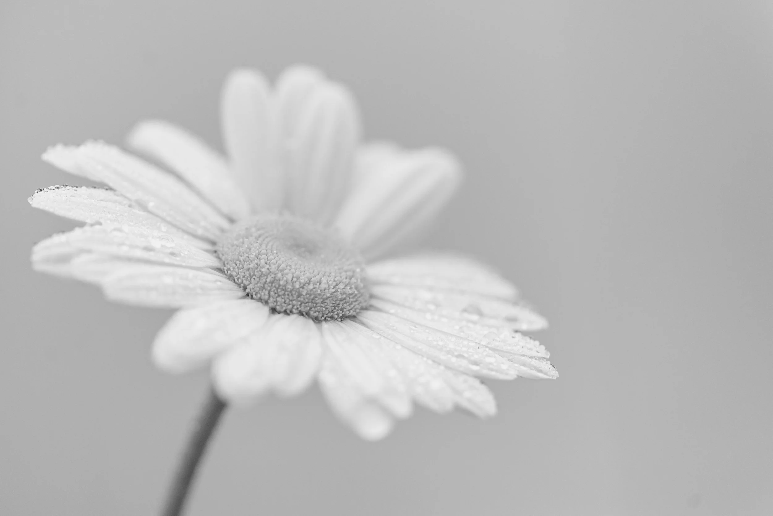 Common Daisy B&W