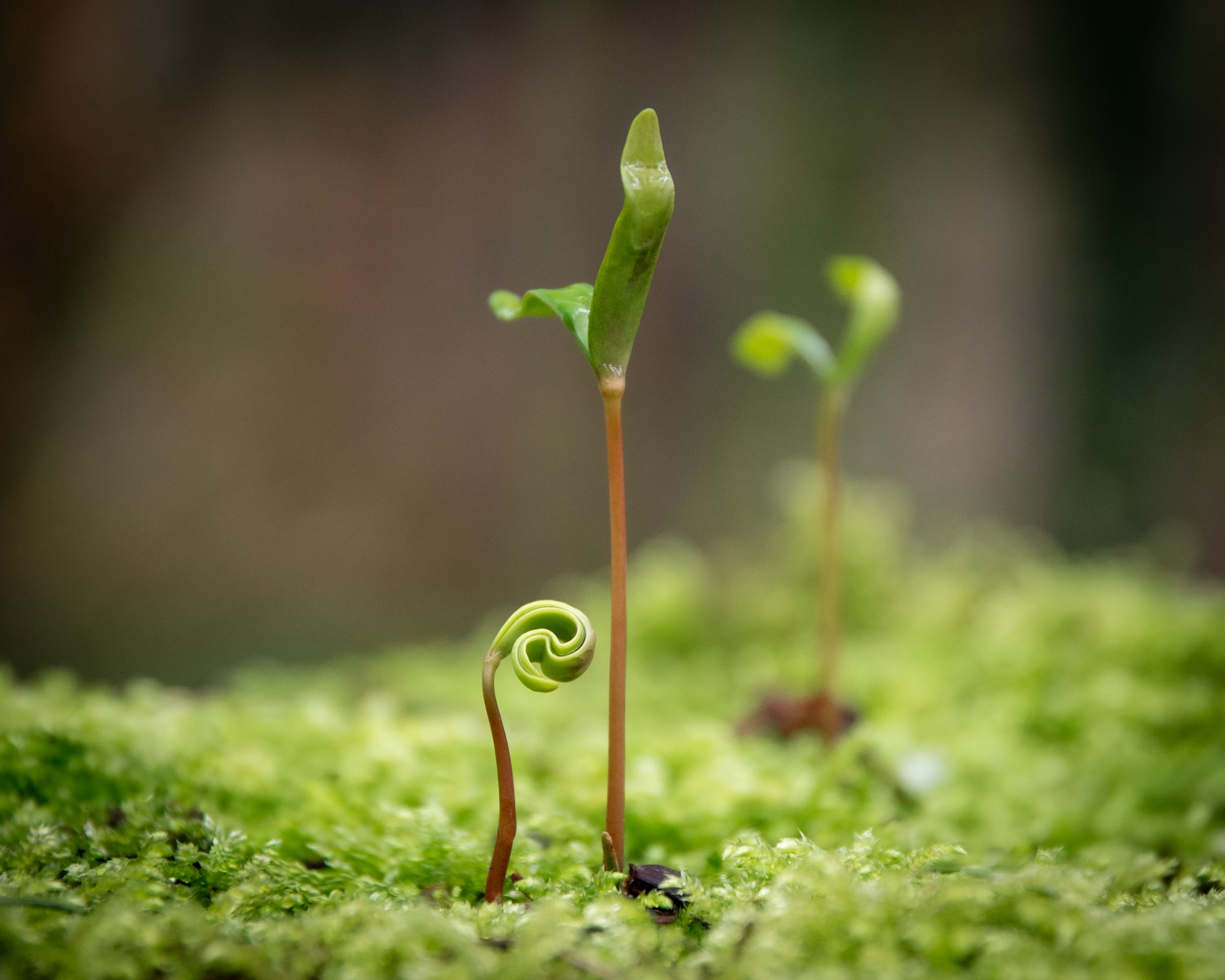 New Growth