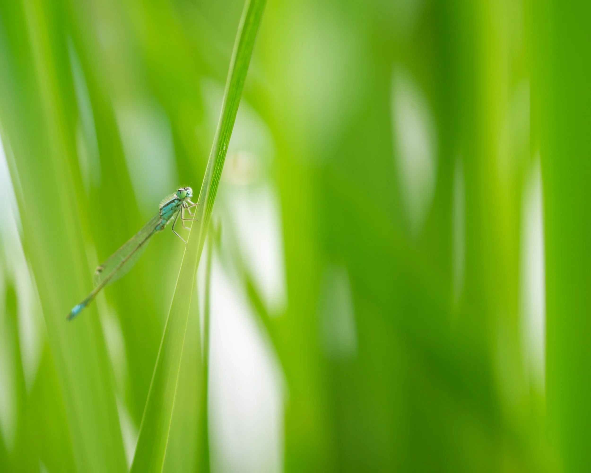 In the Grass