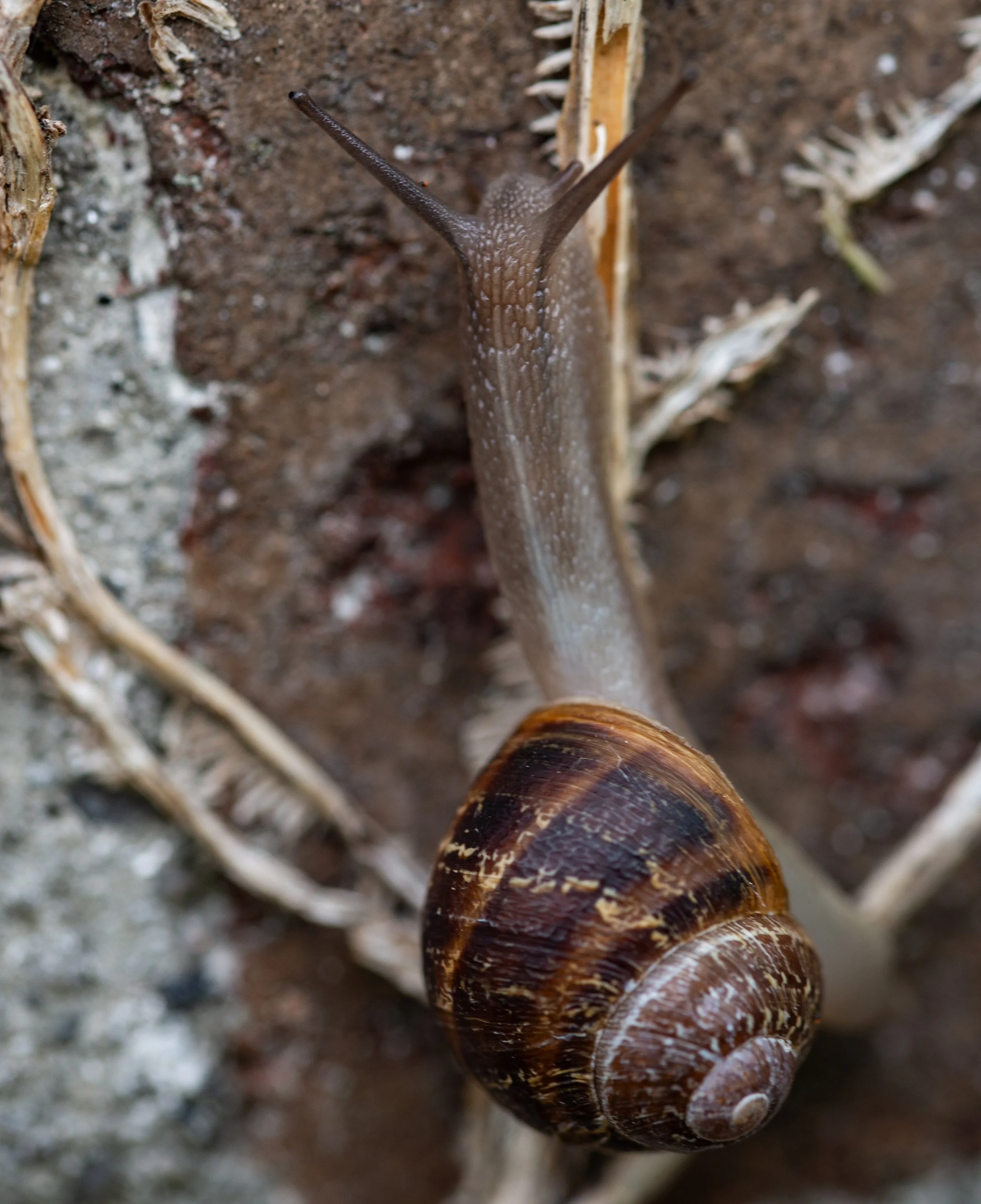 Snails...
