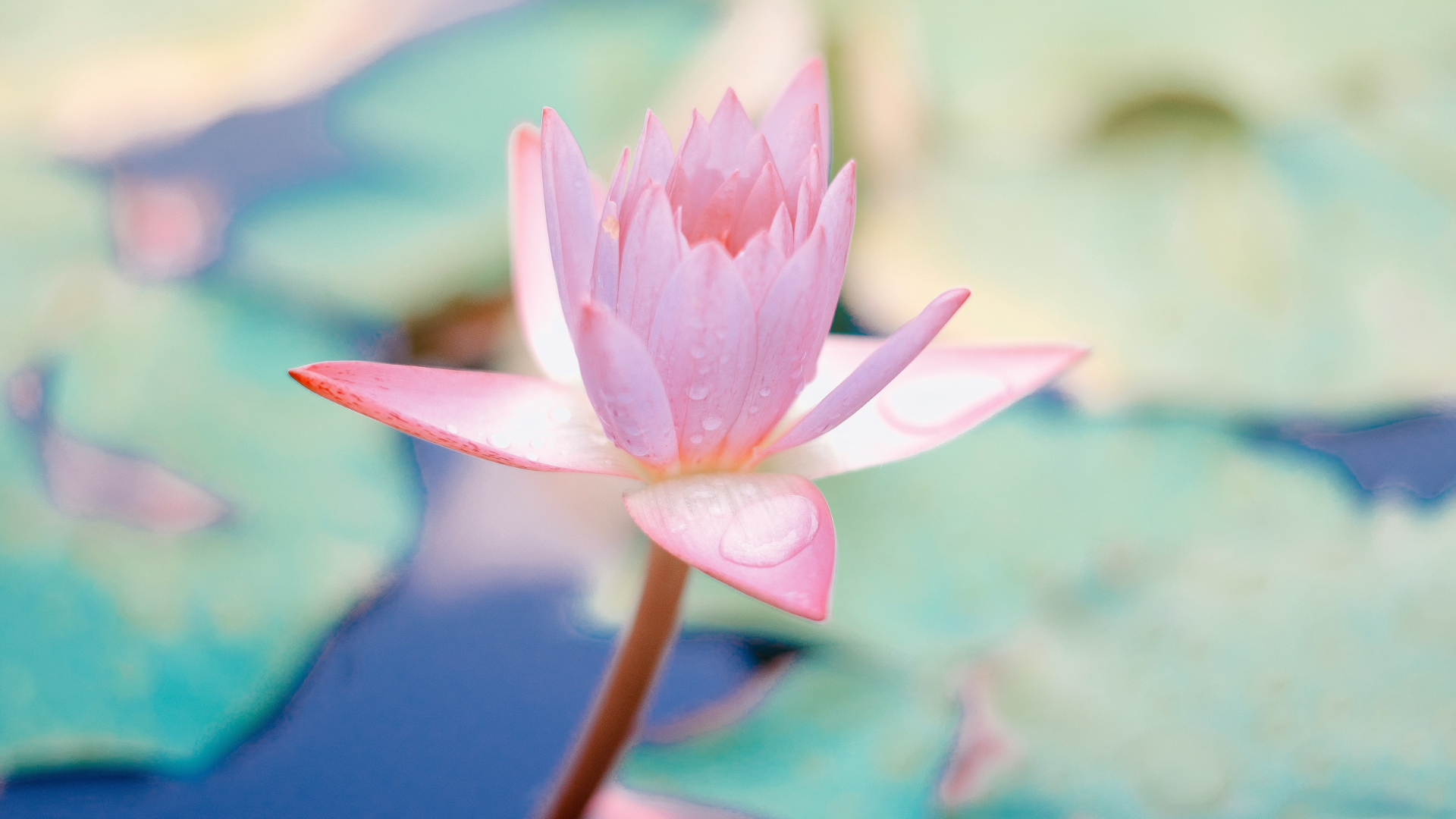 How to Create Morning Rituals That Honor Your Nervous System (Not Your To-Do List)