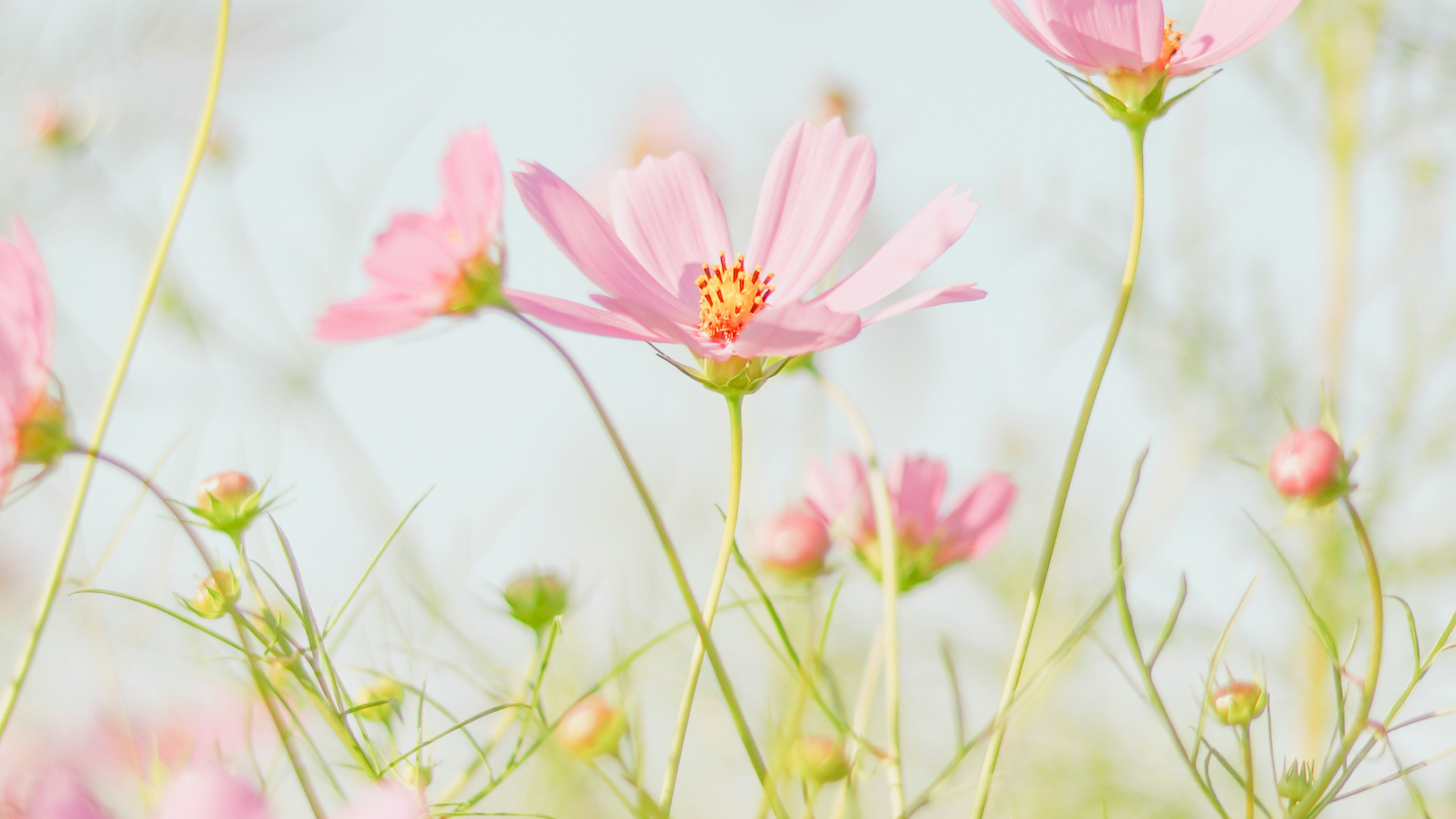 How I Am Healing Corporate Burnout: The Soft Hearts Method™