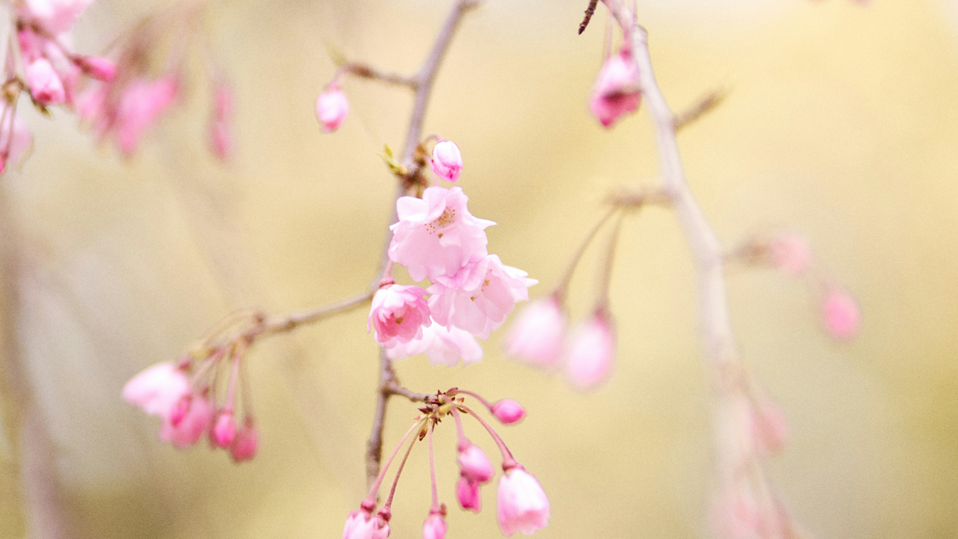 Is Your Burnout Actually Ancestral Wounding? (A Self-Assessment Quiz)