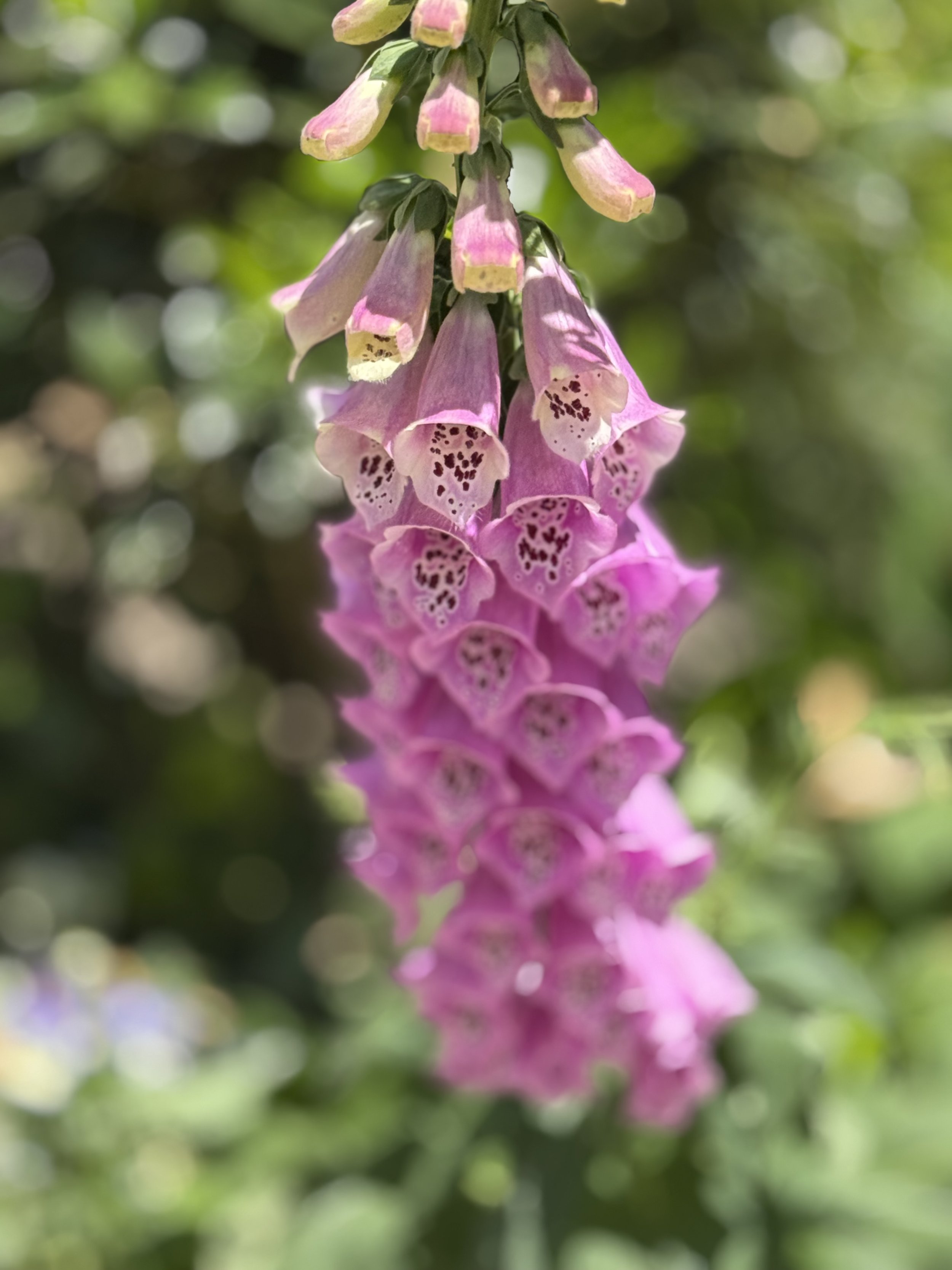 A close-up of a pink foxglove flower with bell-shaped blossoms hanging downward, set against a background of blurred green foliage.