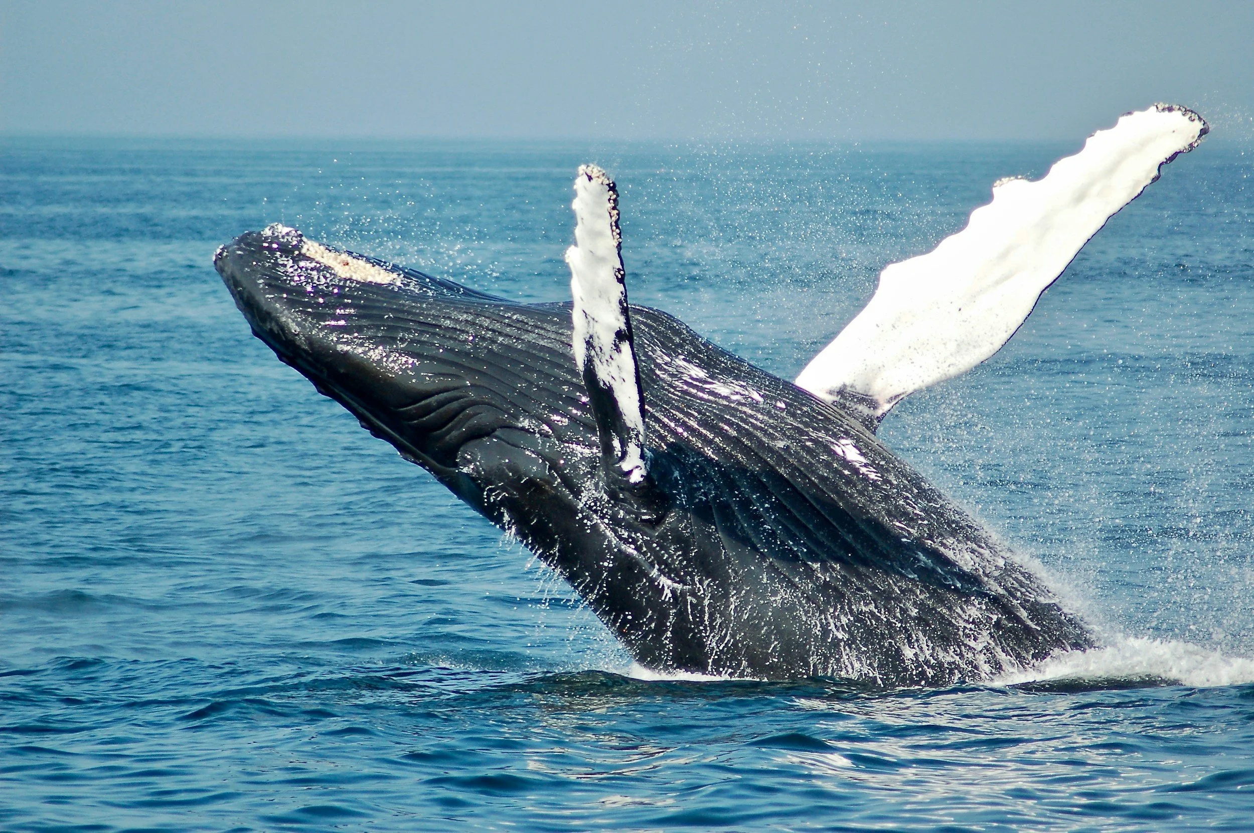 A humpback whale breaching out of the ocean water, with its tail and fins visible.
