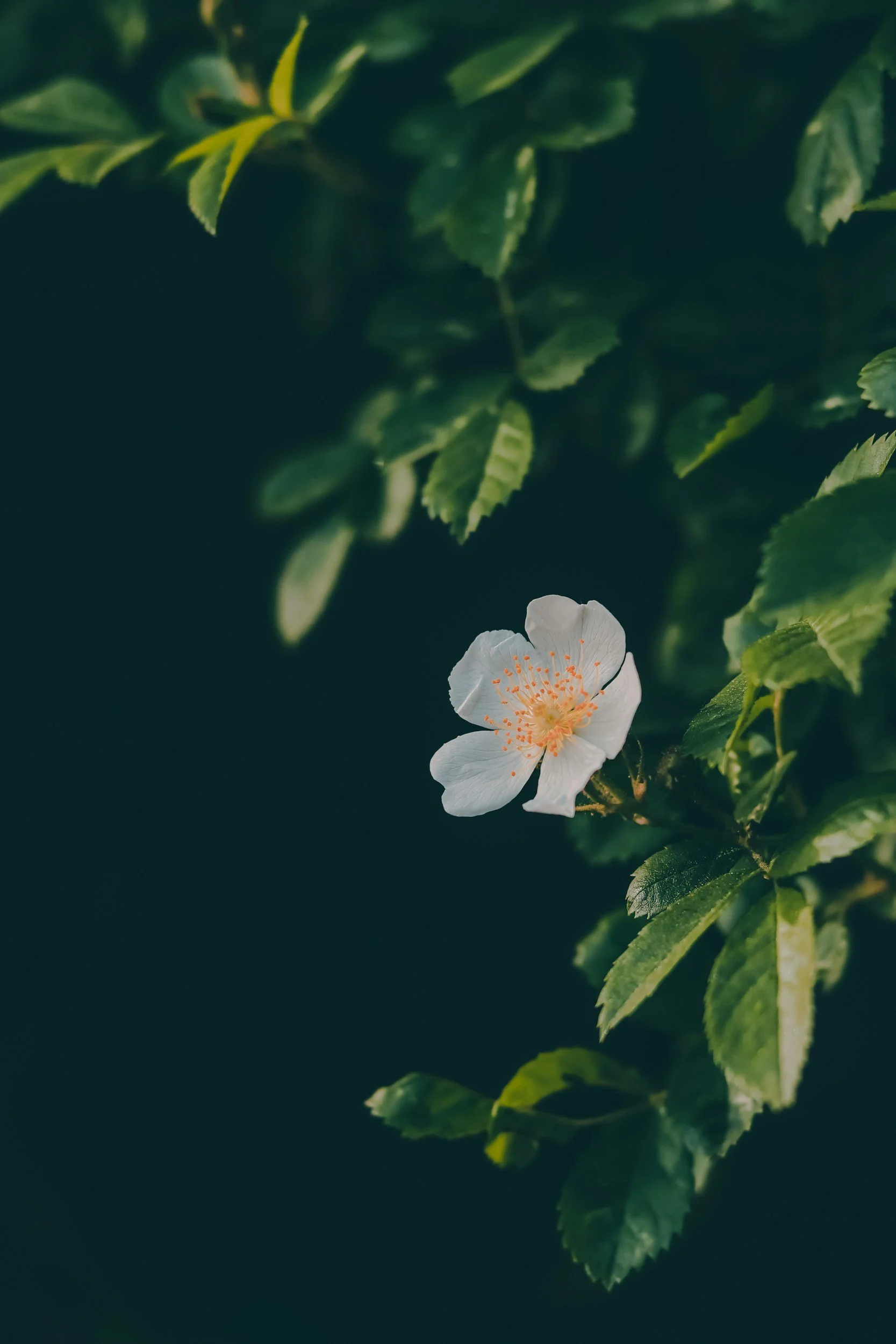 A white flower with orange stamens surrounded by green leaves against a dark background.