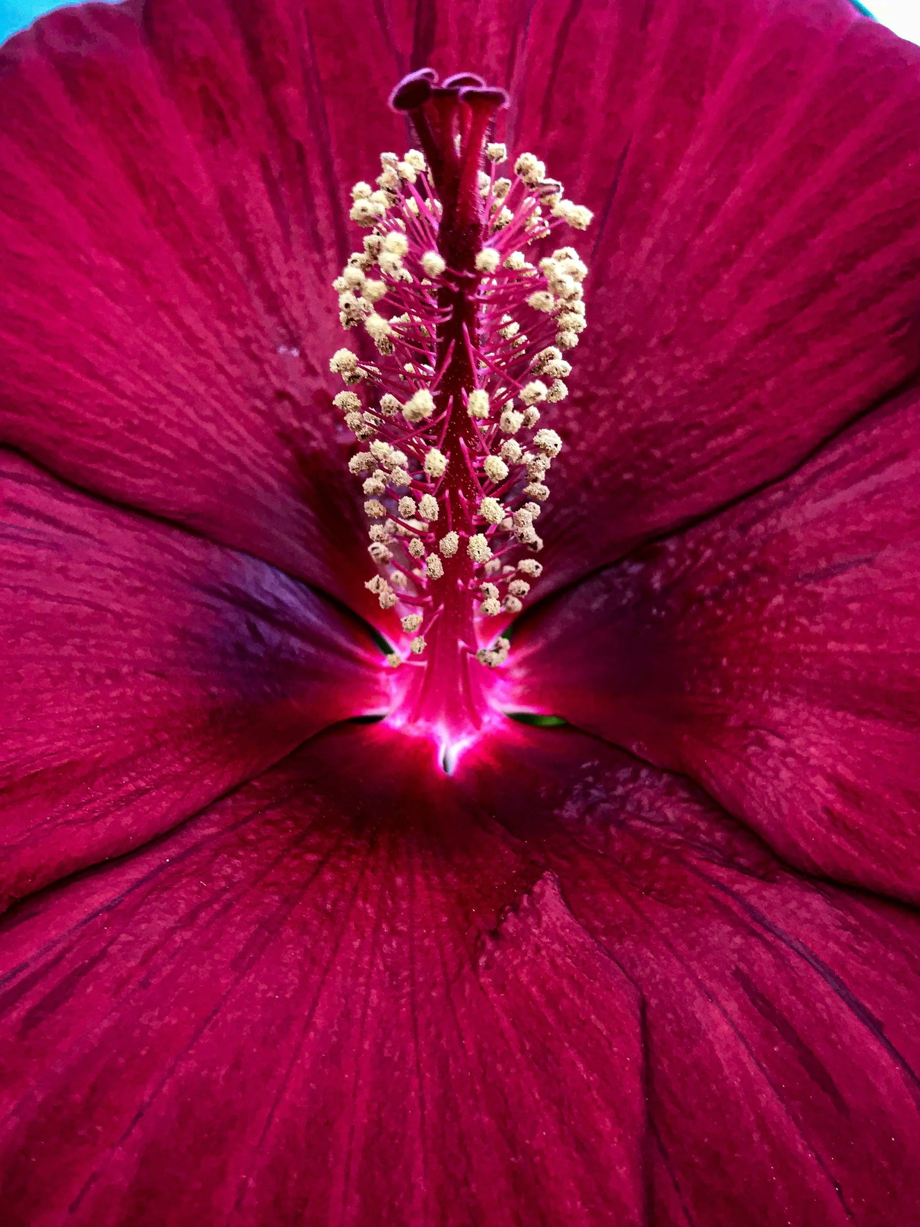 Close-up of a bright pink hibiscus flower's interior, showing the prominent central stamen with cream-colored pollen and the petals surrounding it.