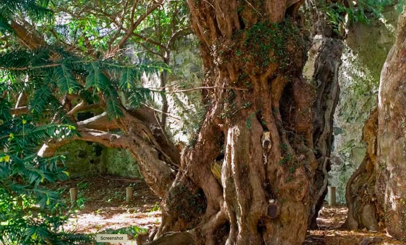 The Ancient Yew: A Journey of Connection and Remembrance