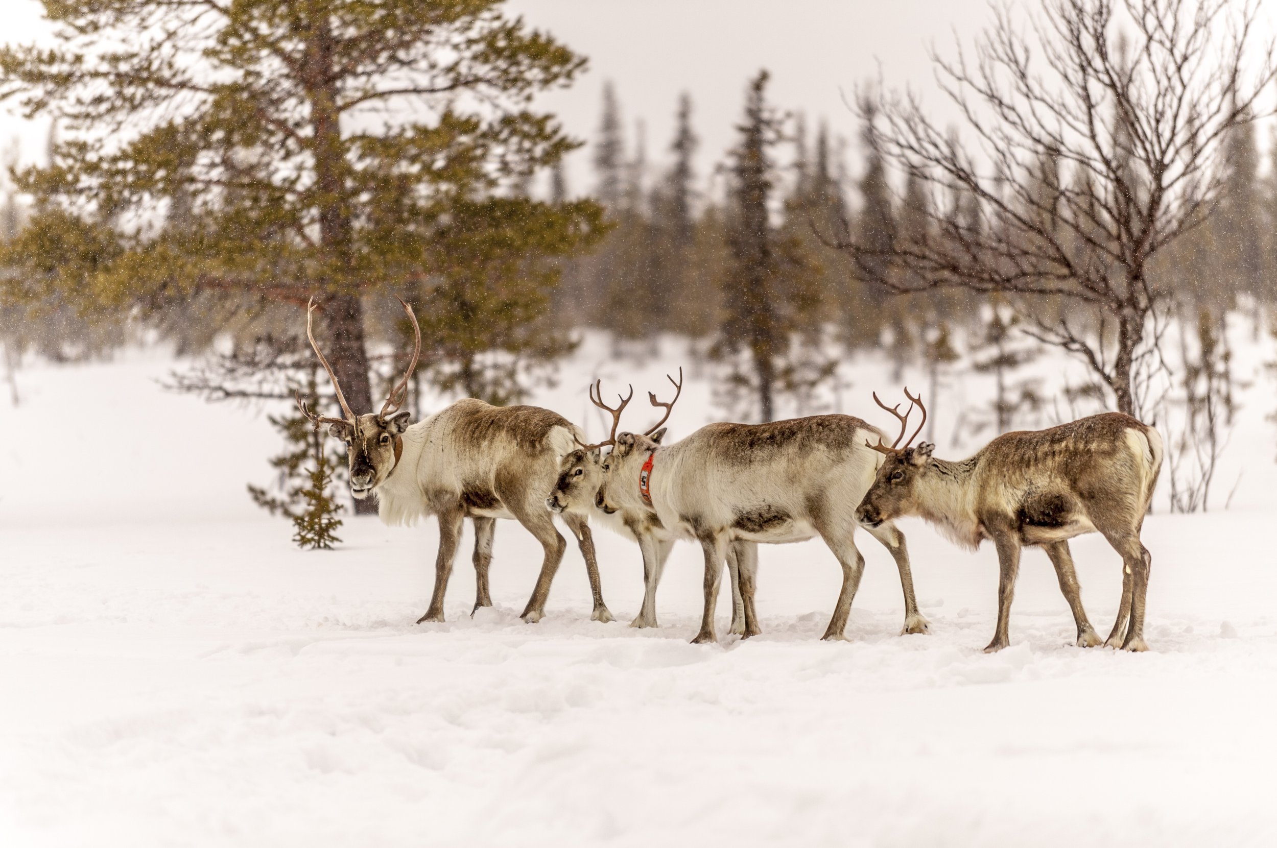 The Reindeer - The Engine of Christmas Joy
