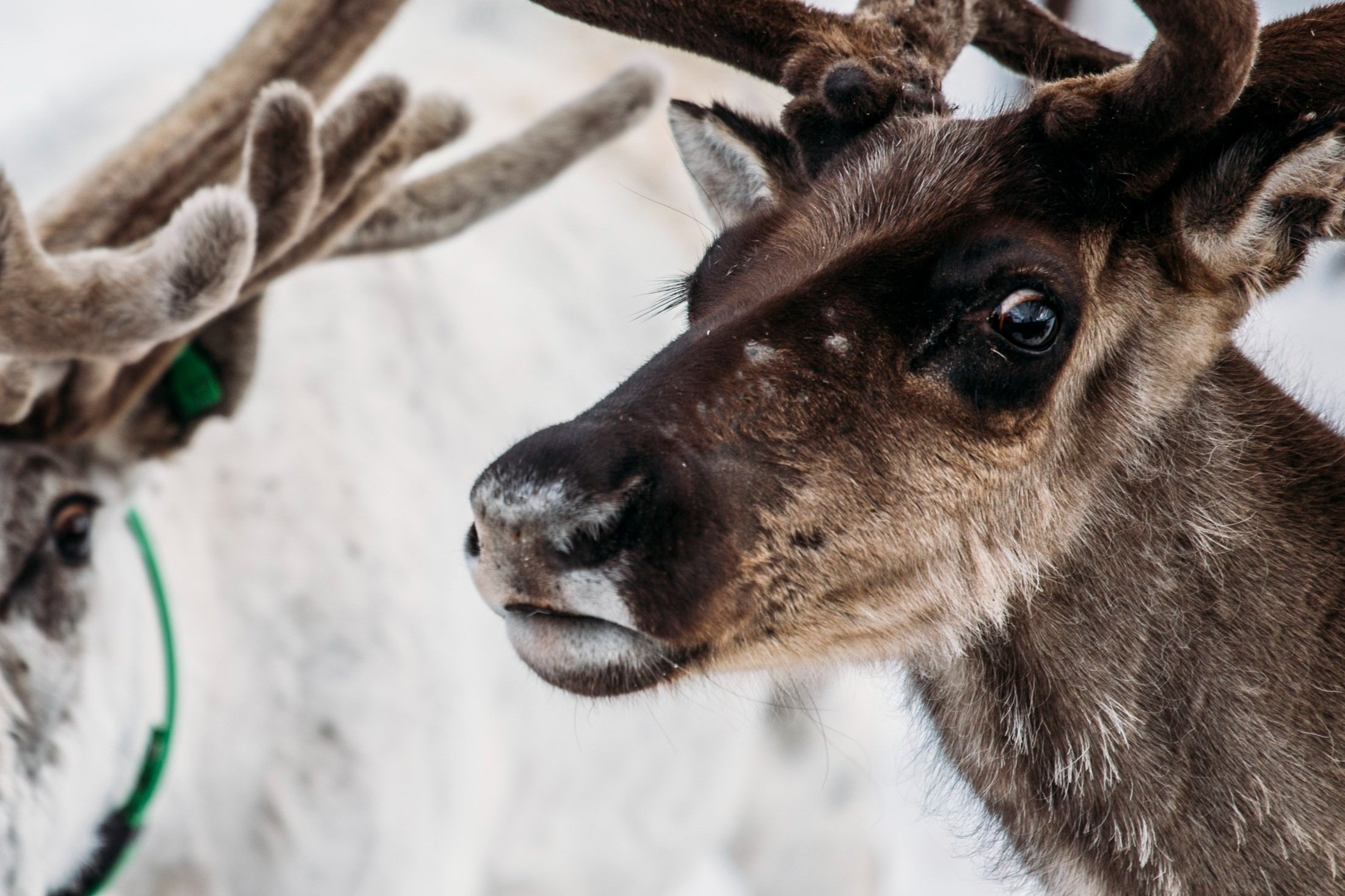 portrait-of-norwegian-reindeer-2023-11-27-05-18-42-utc.jpg