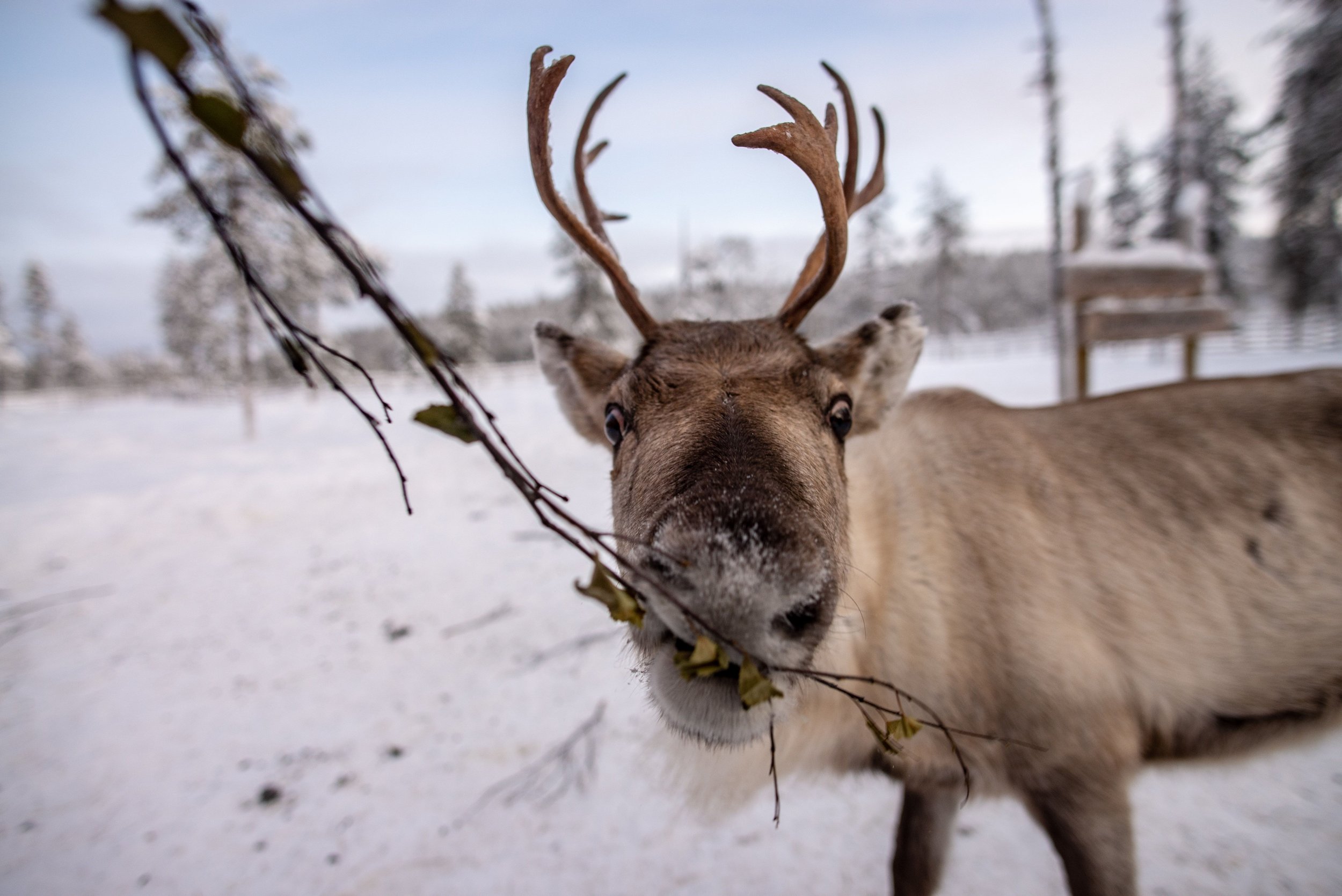 a-reindeer-eating-a-branch-of-a-tree-in-a-cold-win-2023-11-27-05-02-33-utc.jpg