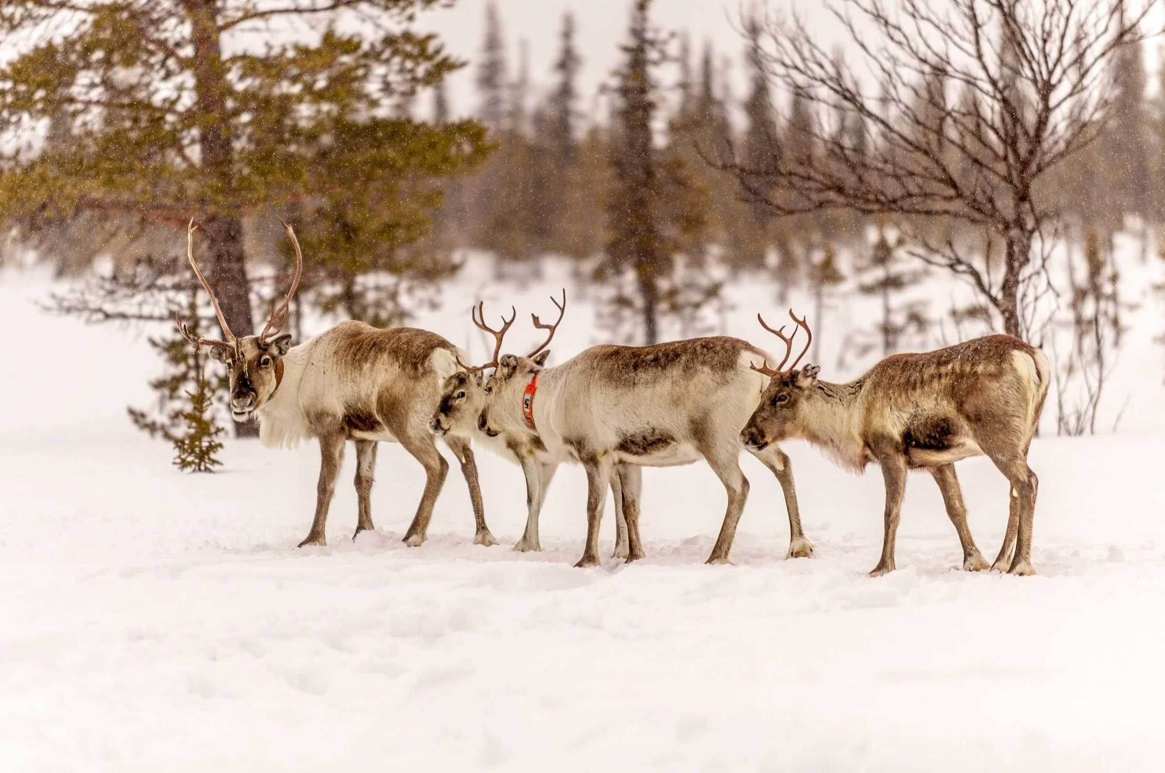 a-tranquil-procession-of-reindeer-through-a-snowy-2024-07-08-23-53-12-utc.jpg