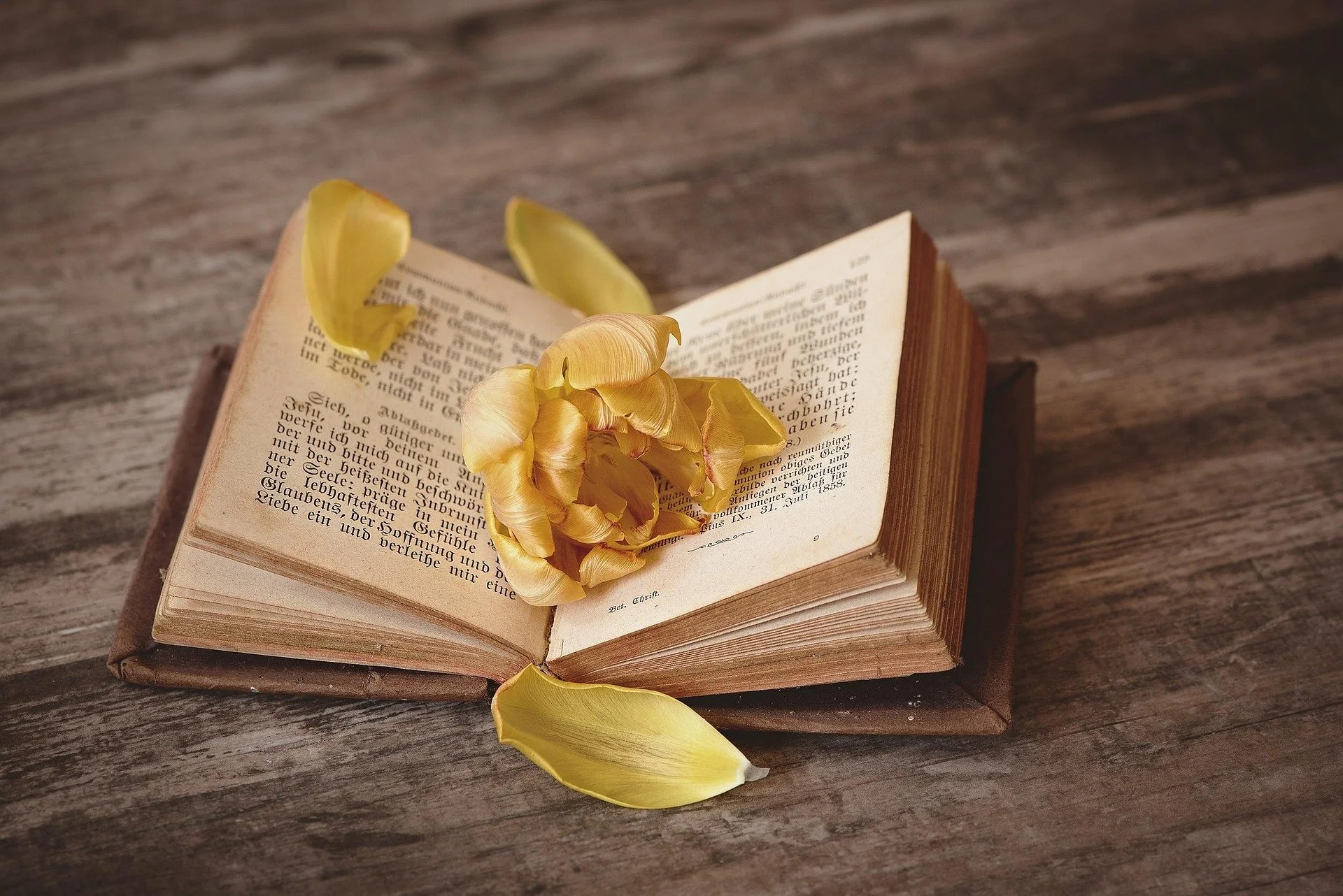 pezibear-a-book-1291164_1920 pixabay.jpg