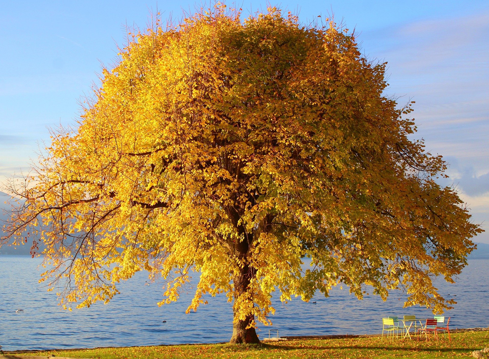 heckimg-tree-7619791_1920 pixabay.jpg